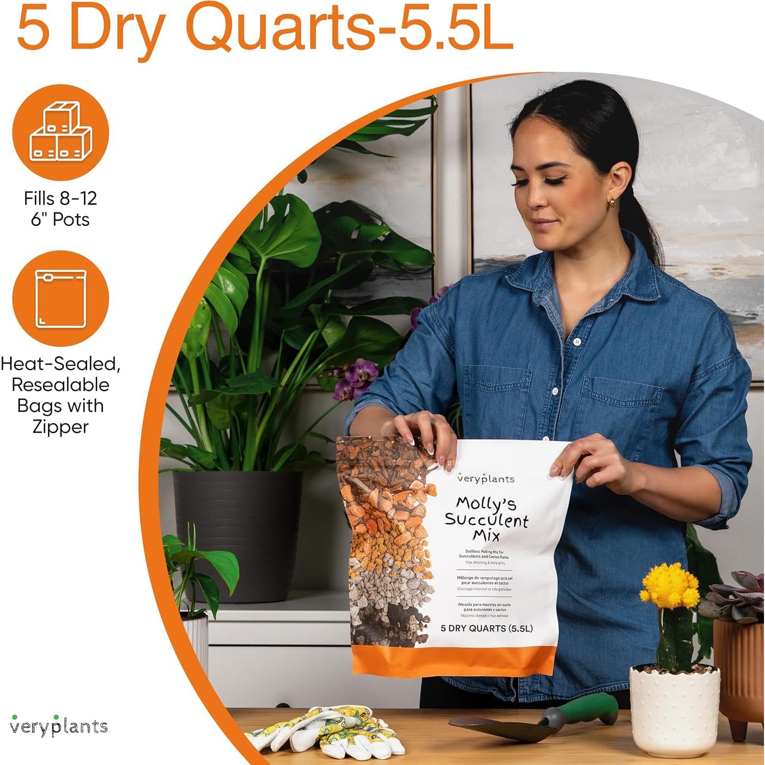 Mezcla de Suculentas y Cactus Molly 5 Cuartos Sin Suelo