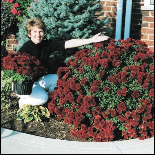 Fertilizante Granular Rootblast 340g - Crecimiento Rápido