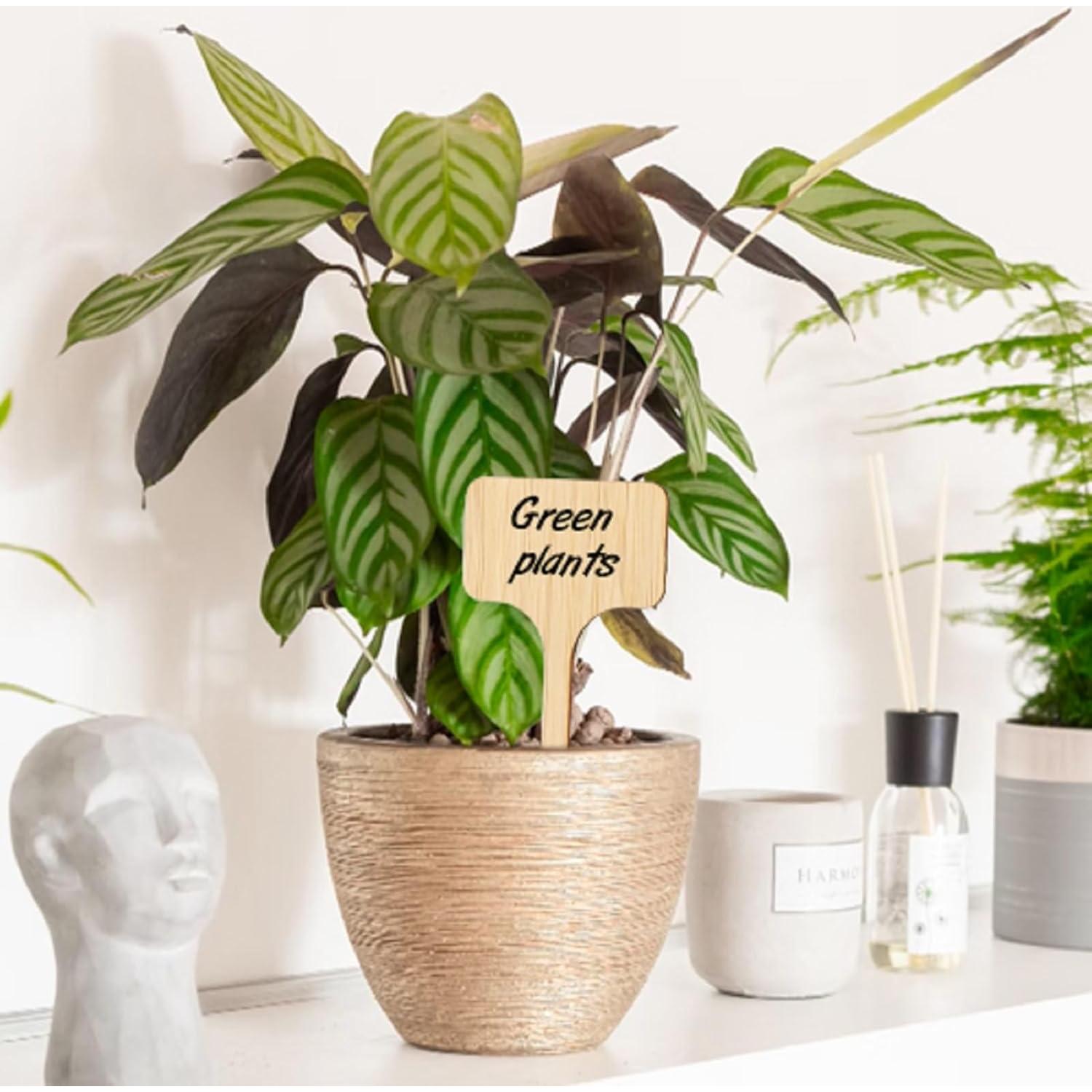 Marcadores de Jardín de Madera Tipo T Kinglake - 60 Pcs