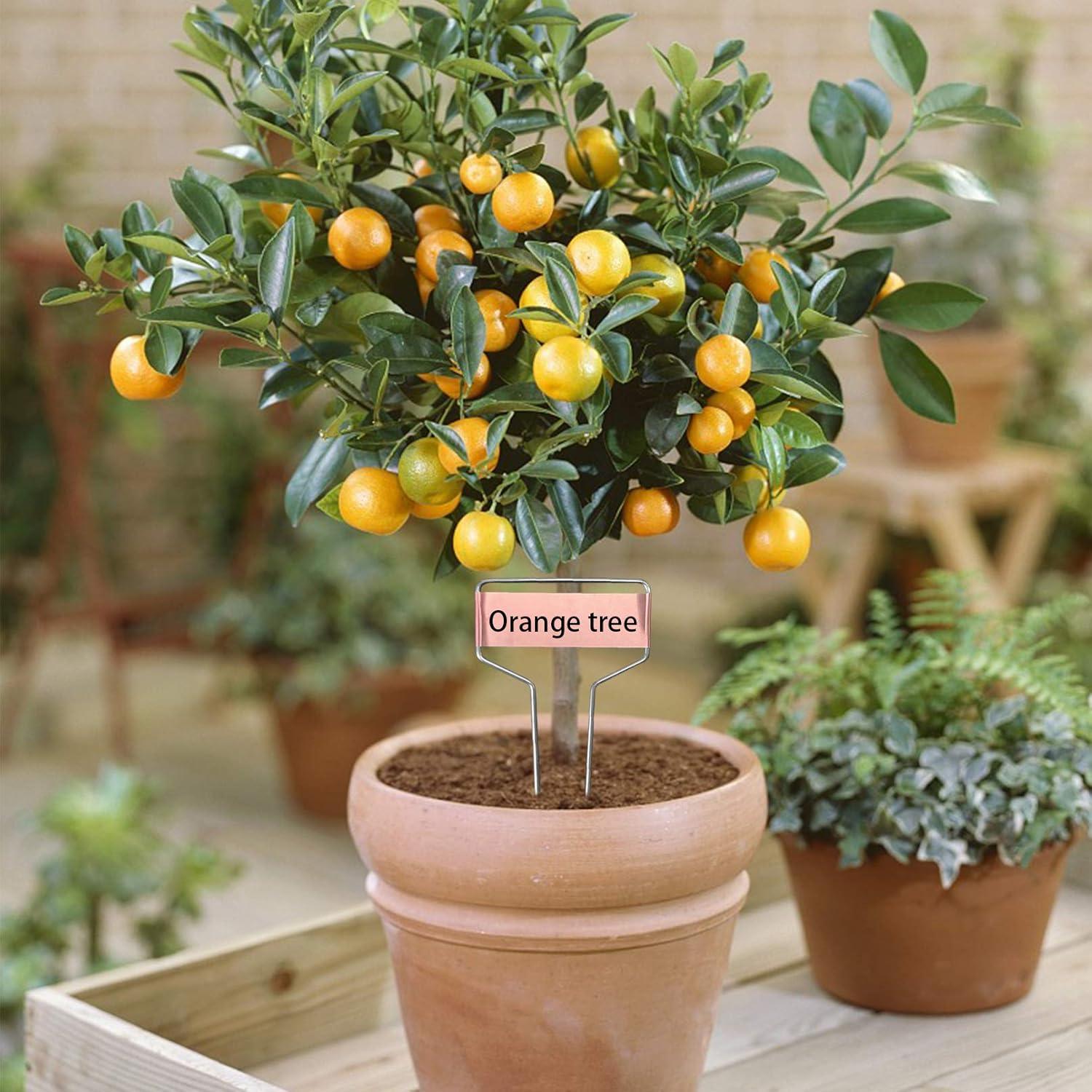 40 Etiquetas de Metal para Plantas Wehhbtye - Cobre Resistente