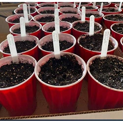 Etiquetas para Plantas Delatanus 200pcs 12cm PVC Blanco