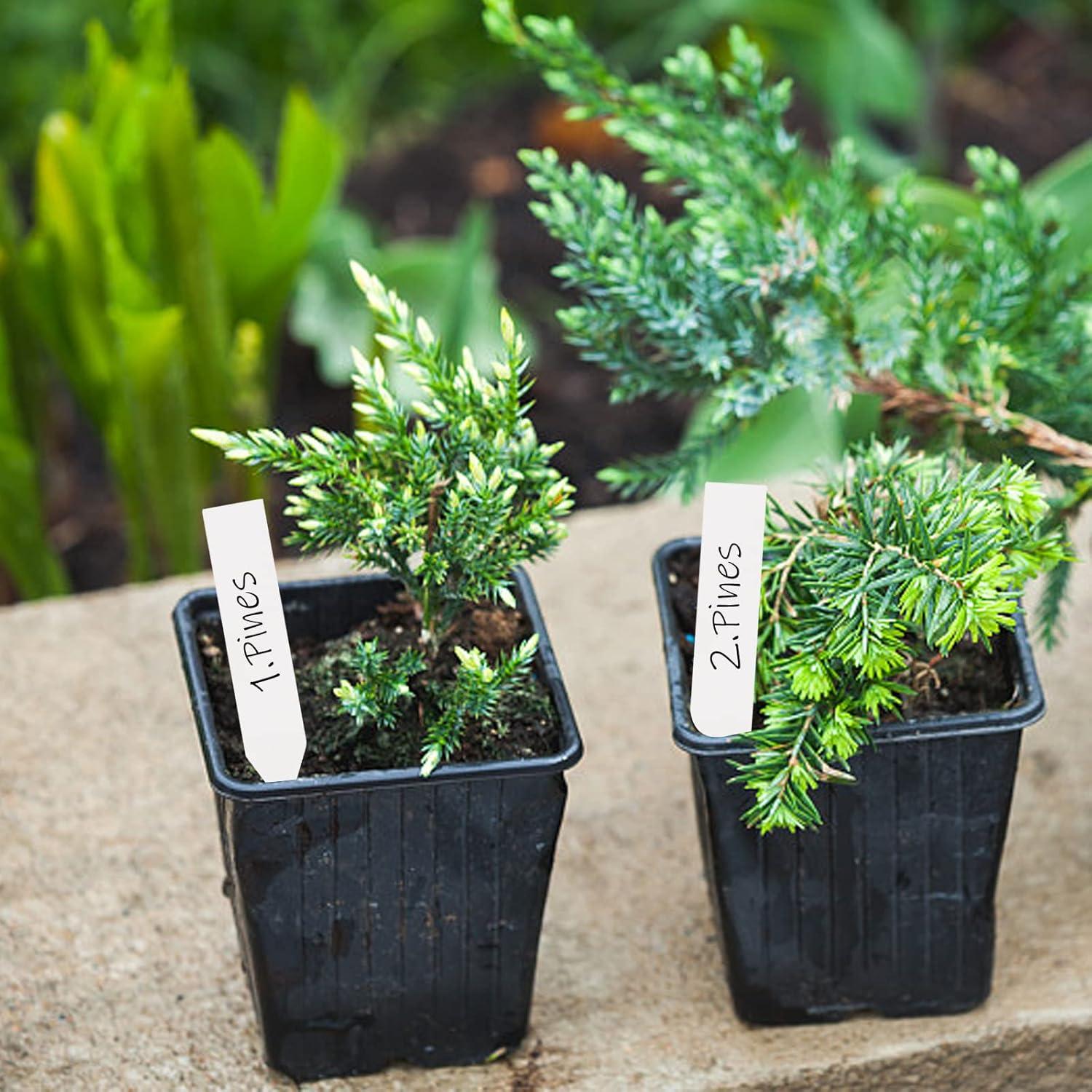 Etiquetas de Plantas Blancas 1000 Pcs Foraineam 10x2 cm