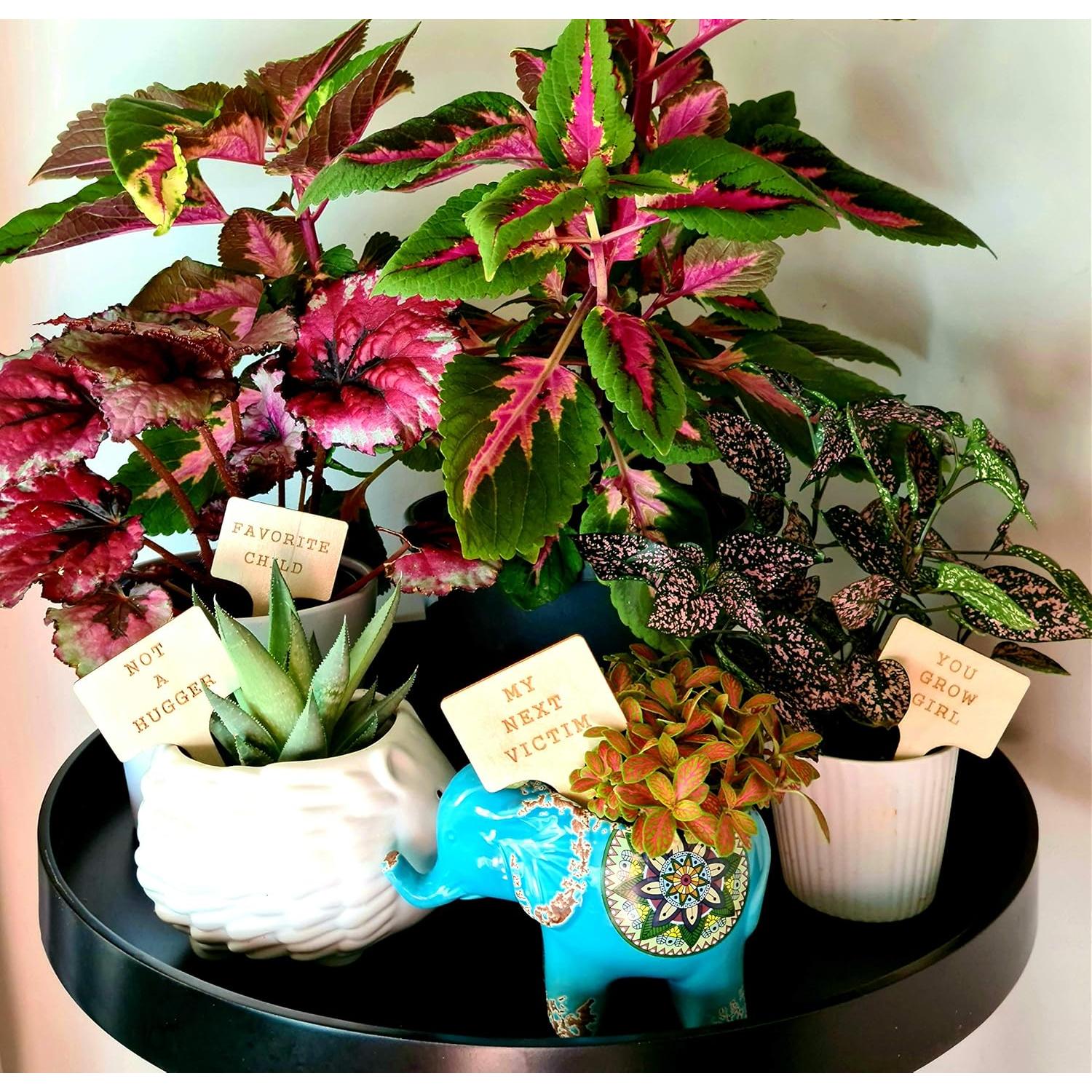 Set de 10 Marcadores Divertidos para Plantas Sassy Stakes