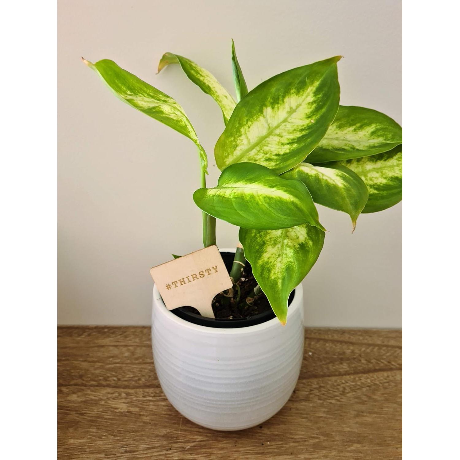 Set de 10 Marcadores Divertidos para Plantas Sassy Stakes