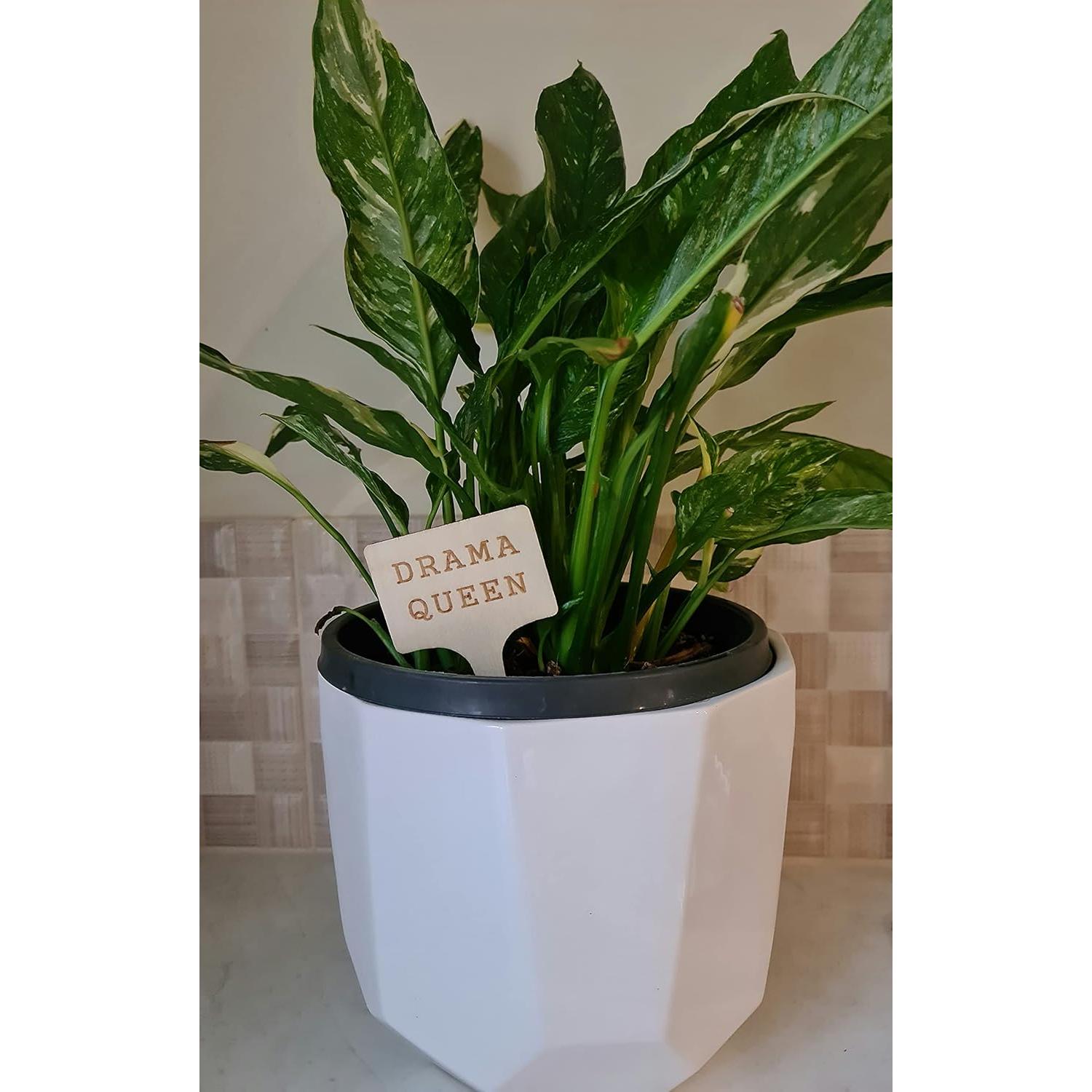 Set de 10 Marcadores Divertidos para Plantas Sassy Stakes