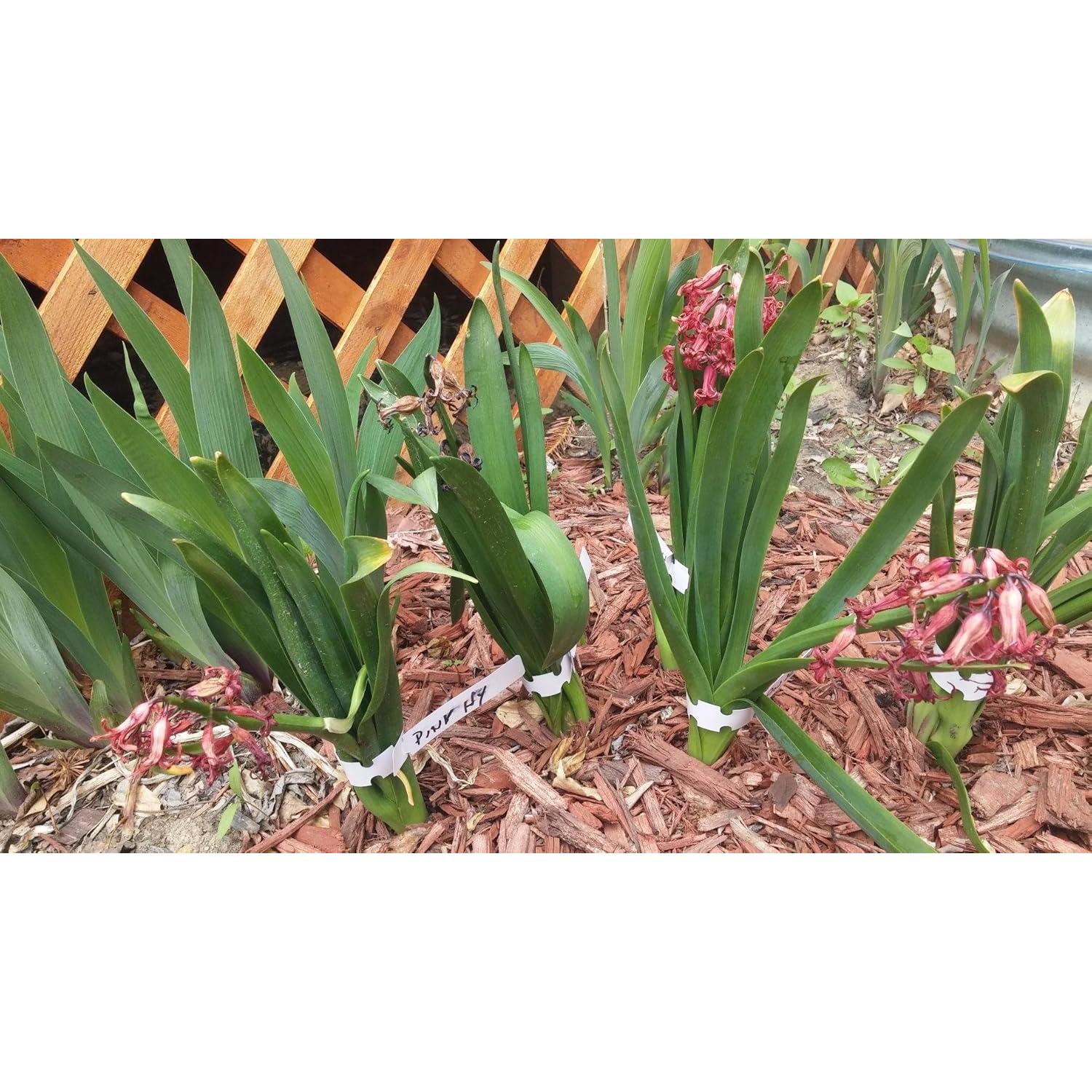 Etiquetas de Plástico KINGLAKE 200 Pcs 2x20cm para Jardín