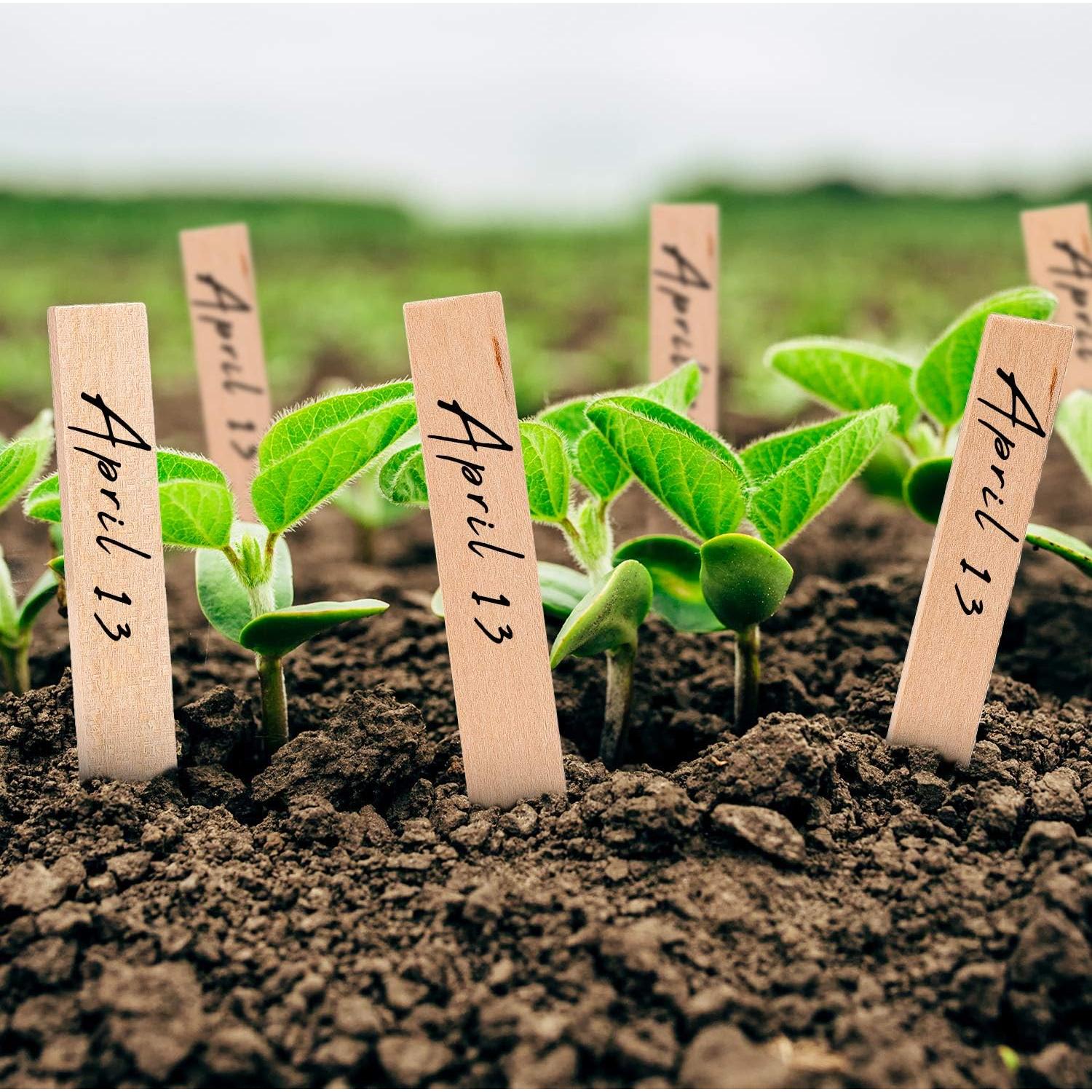 Etiquetas de Madera para Plantas Whaline 100 Pcs 15x2 cm