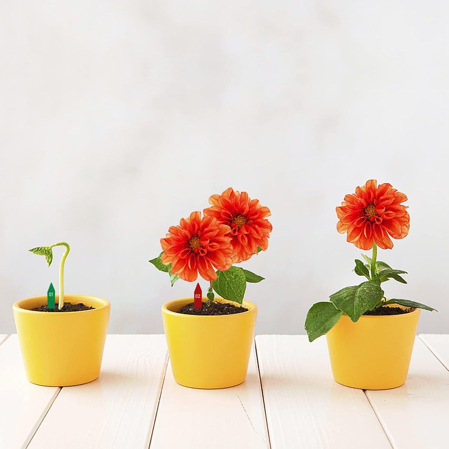 Etiquetas de Plantas KINJOEK 1200 PCS 5.08 x 1.02 cm Coloridas