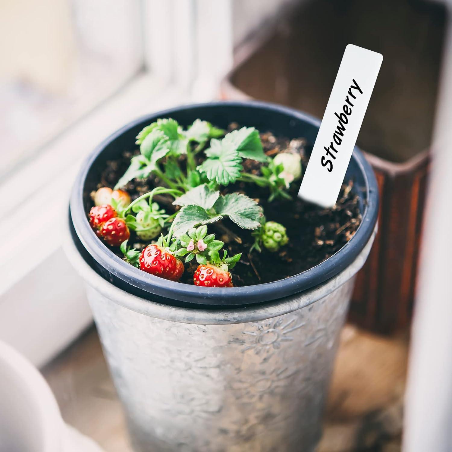 Etiquetas de Jardín KINGLAKE 600 Pcs 2x10 cm PVC Blancas