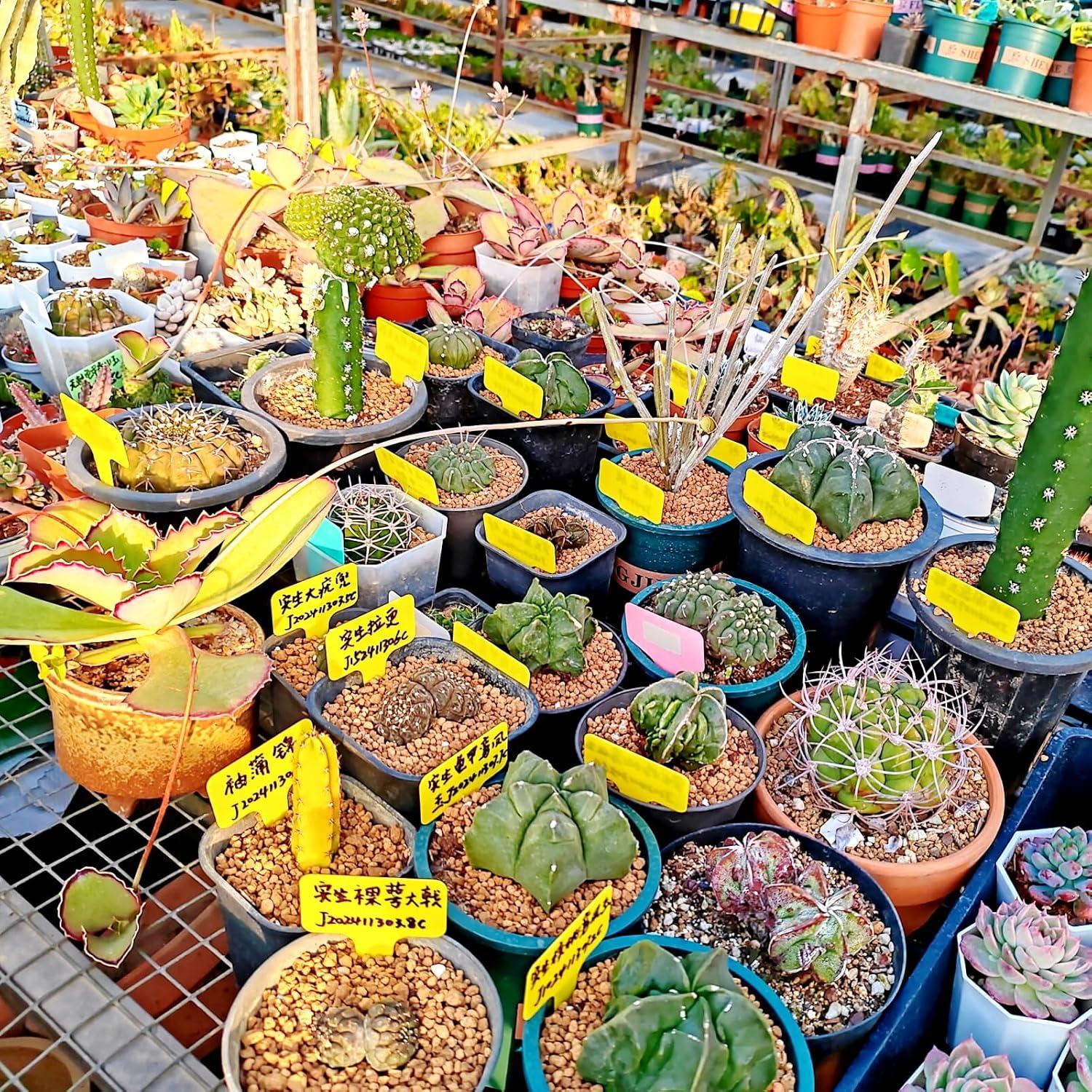 Etiquetas para Plantas GXXMEI 220PCS Multicolor 6x10cm