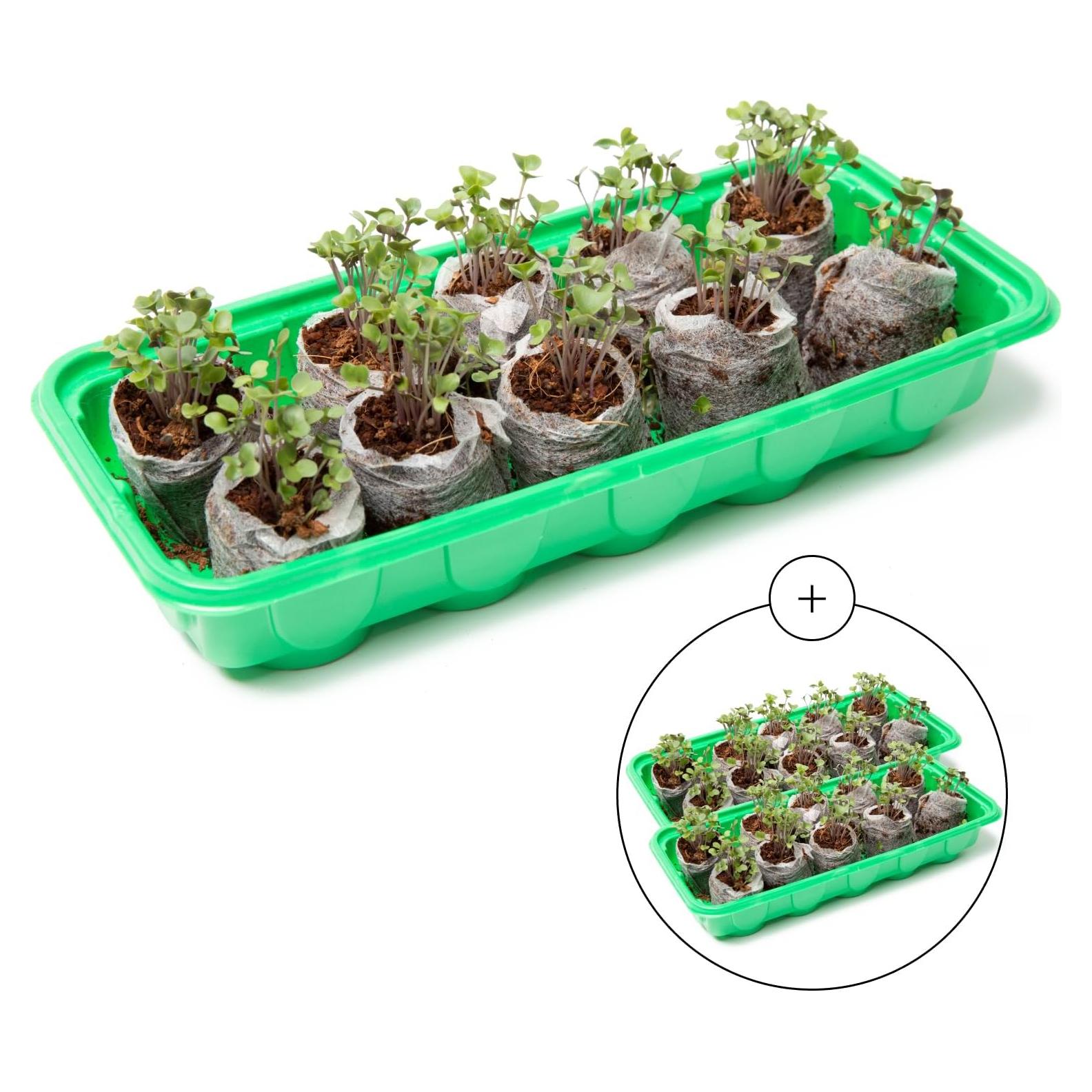 Kit de Inicio de Semillas Window Garden - Mini Invernadero 3 Bandejas