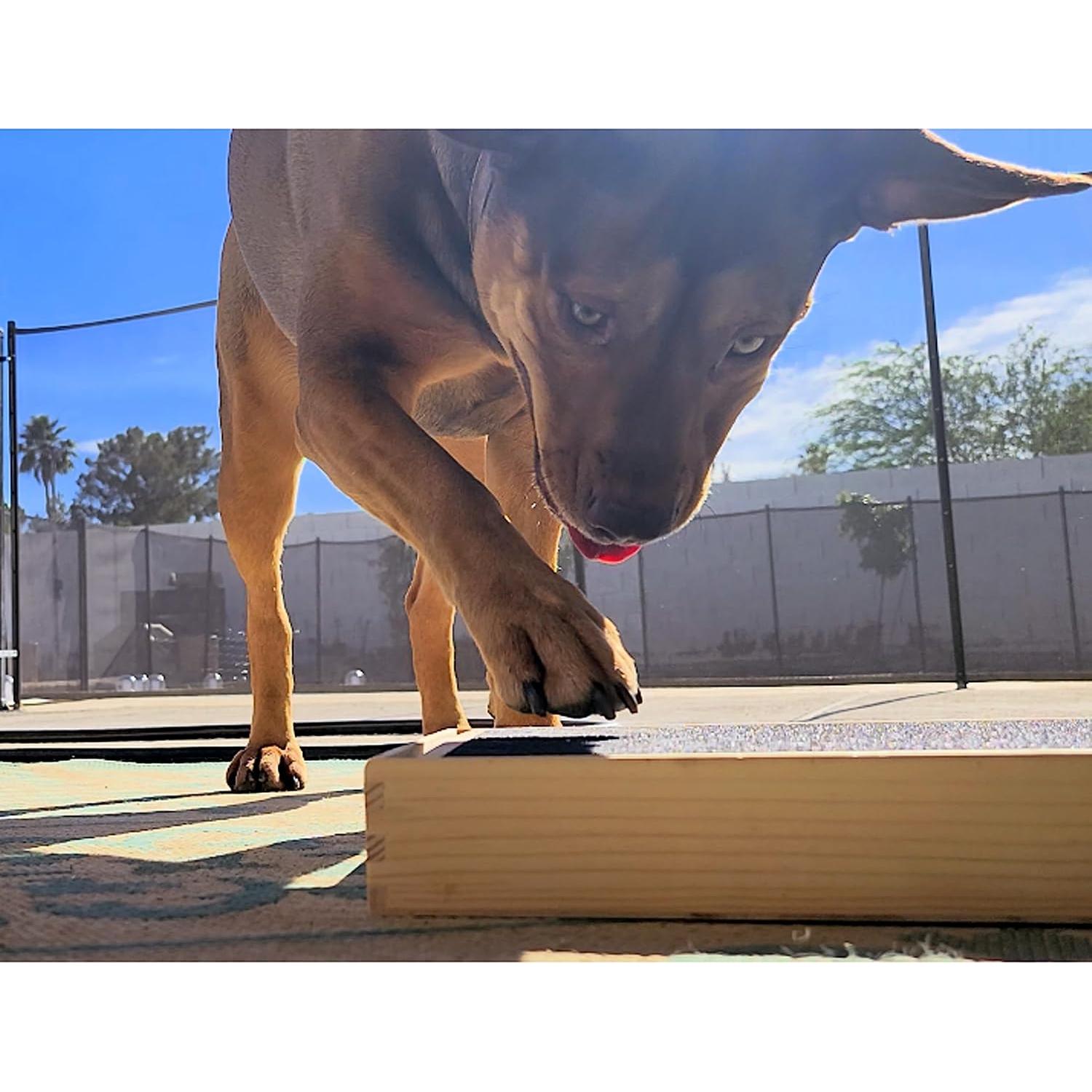 Caja de Raspado para Perros y Gatos Bridge Cutters 25.4cm