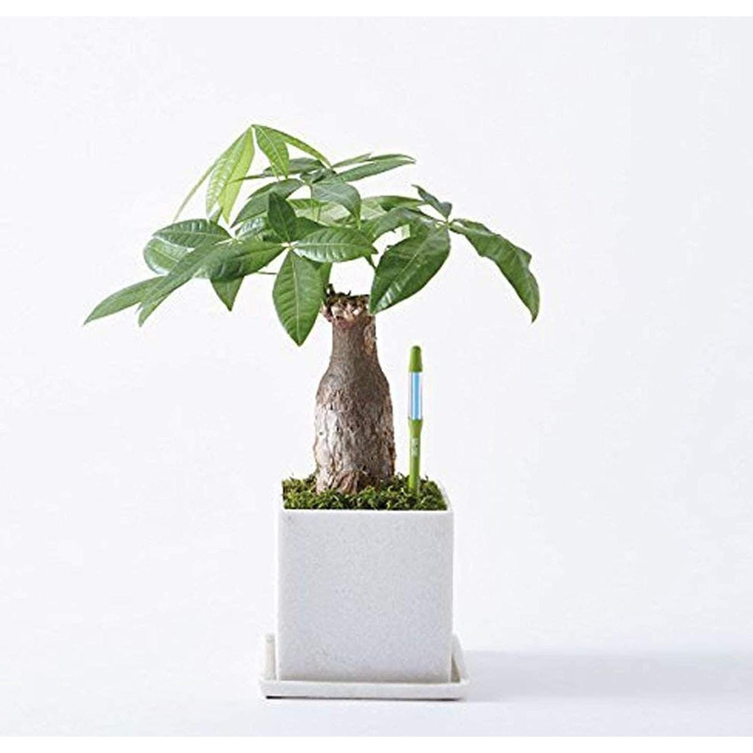 Medidor de Humedad del Suelo SUSTEE Aquameter - Paquete de 24 - Verde