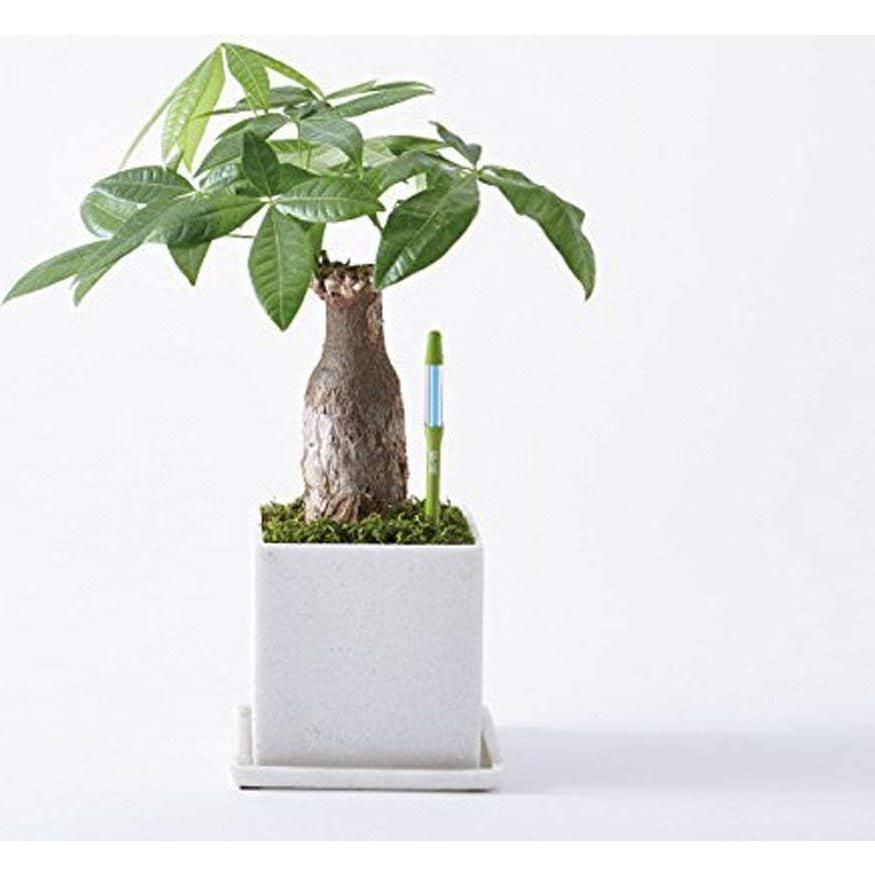 Medidor de Humedad del Suelo SUSTEE Pequeño Verde - Sensor para Plantas