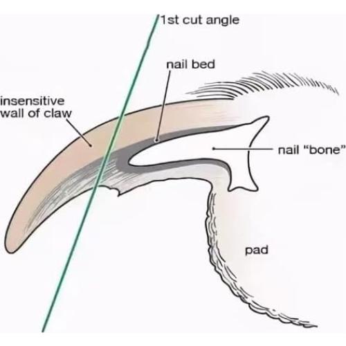 Puntas de amoladora de uñas para perros Bidelikeshangmao - Paquete de 2