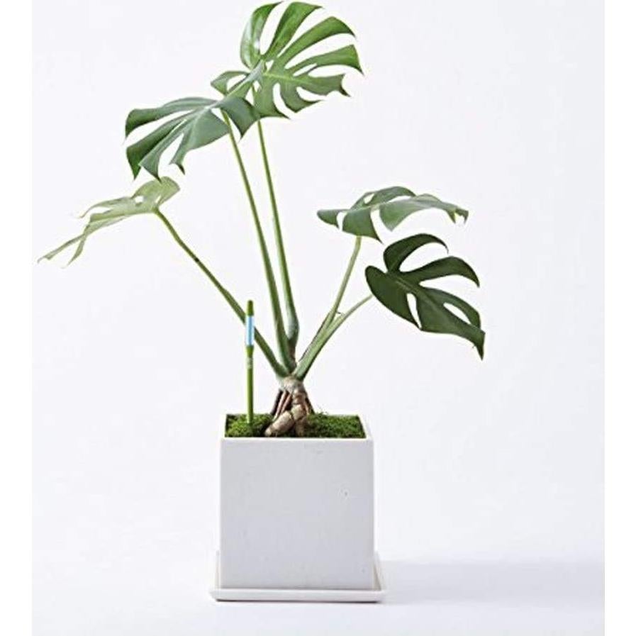 Medidor de Humedad del Suelo SUSTEE Aquameter IPPINKA - Set de 4