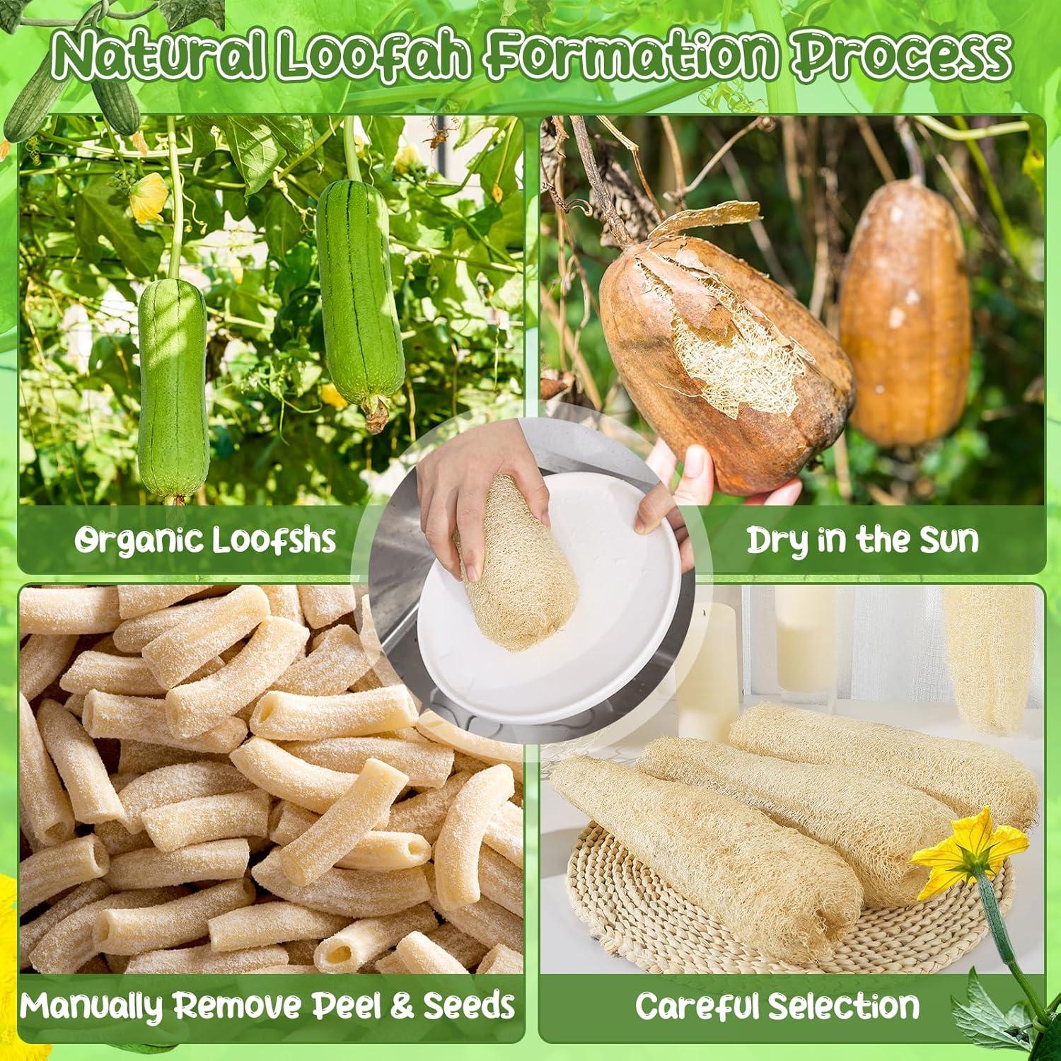 Esponjas de Lufa Natural 30 cm - Paquete de 6 - Exfoliantes Suaves