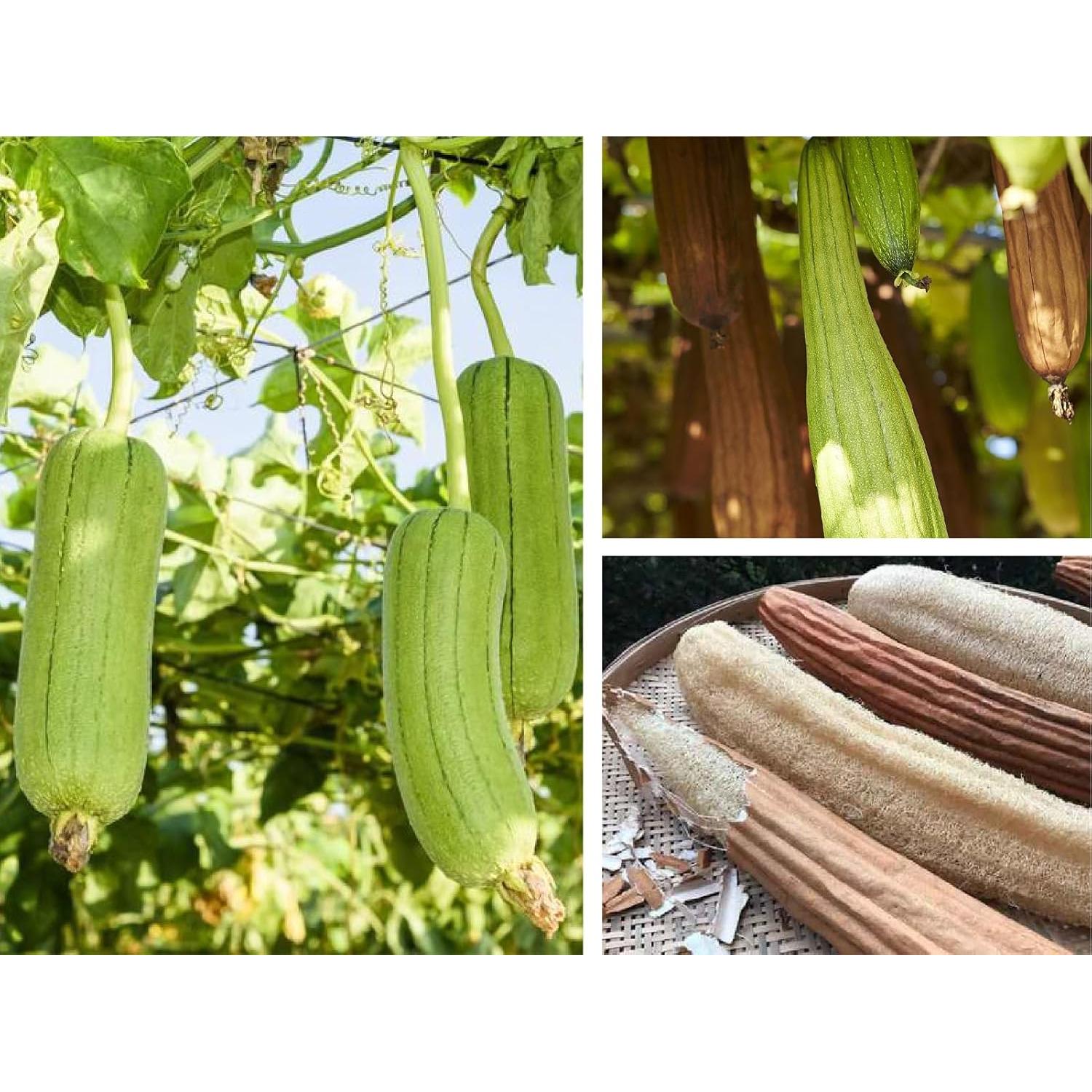 Esponja de Lufa Natural Orgánica HillSpring - Set de 4