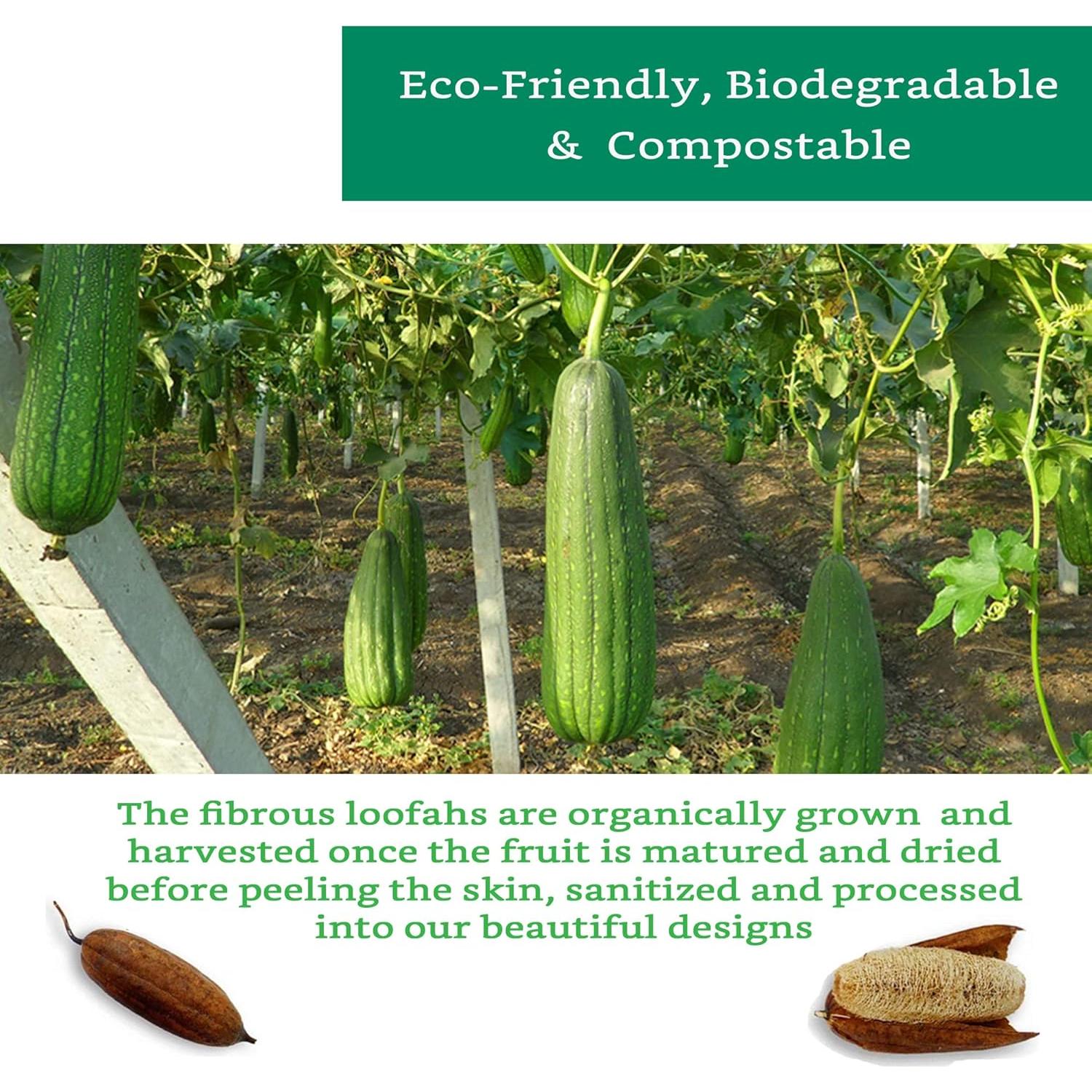 Esponja de Lufa Natural LooLife - Paquete de 3 - Biodegradable