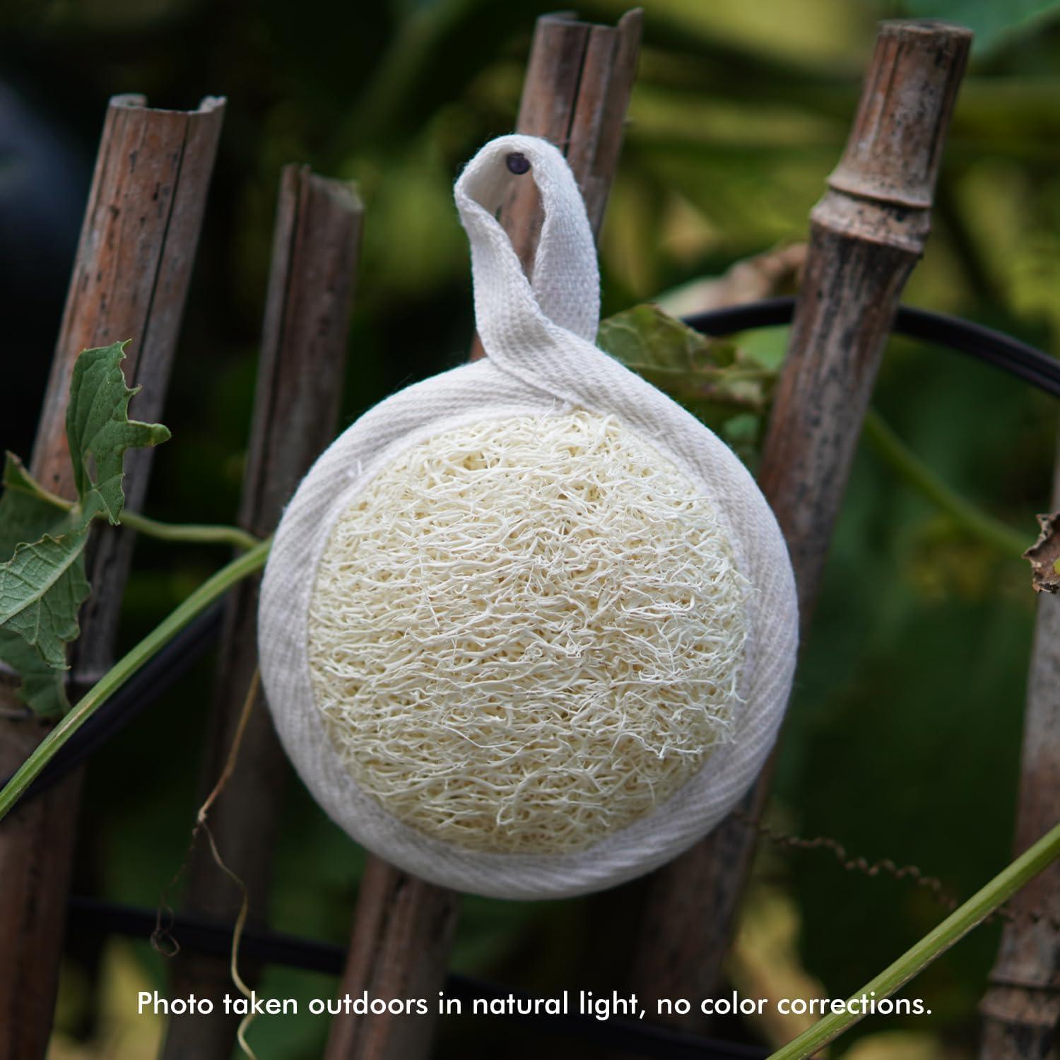 Paquete de 12 Esponjas Exfoliantes de Lufa Natural 8cm