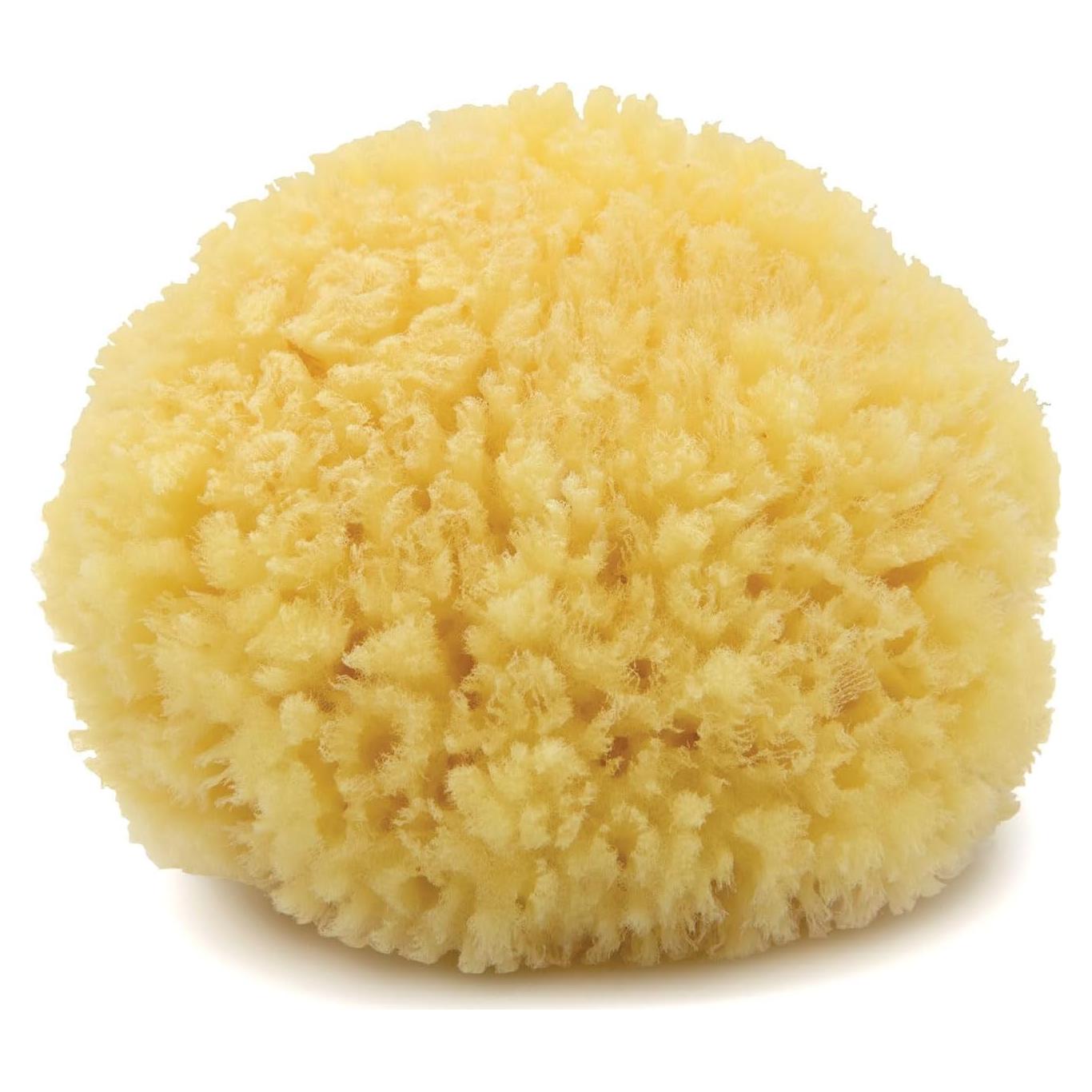 Esponja de Mar Caribe Neptuno 100% Natural Mediana 12-15 cm