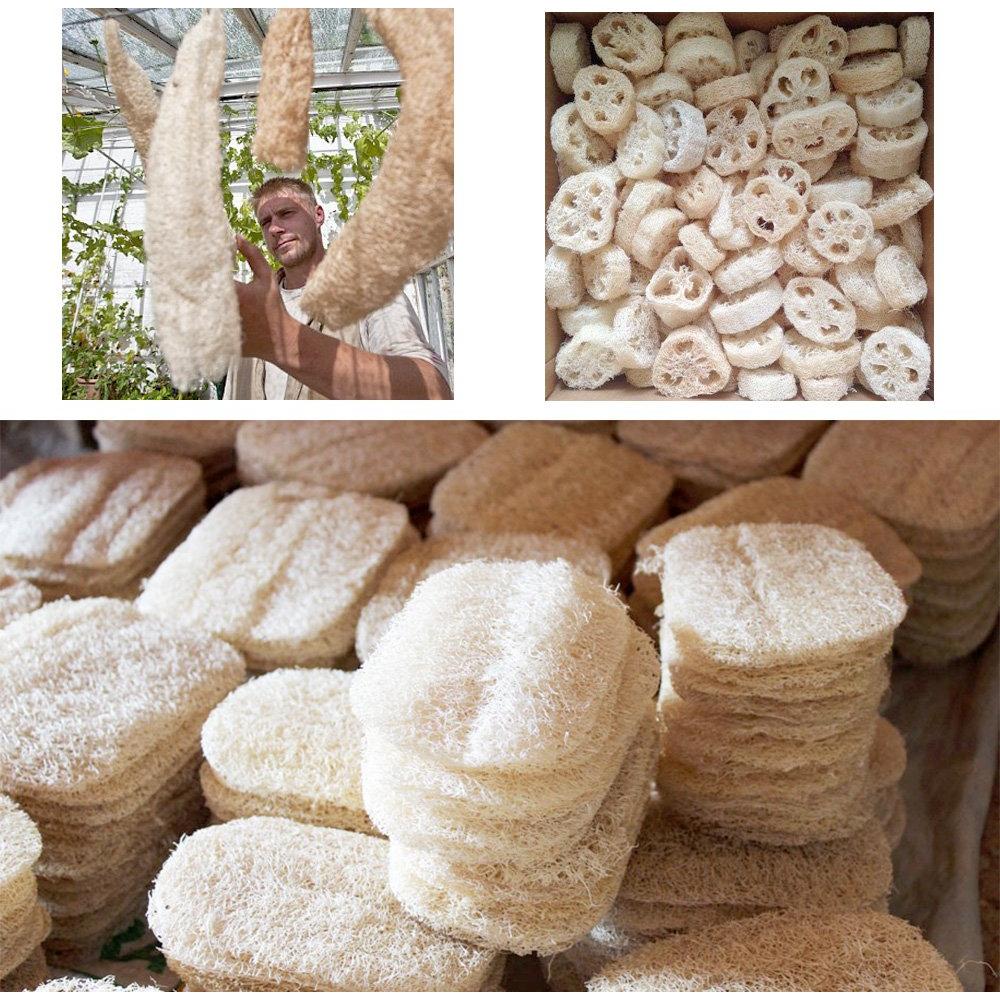 AVESEL Almohadillas Exfoliantes de Lufa Natural - Grande 10x15 cm - Paquete de 8