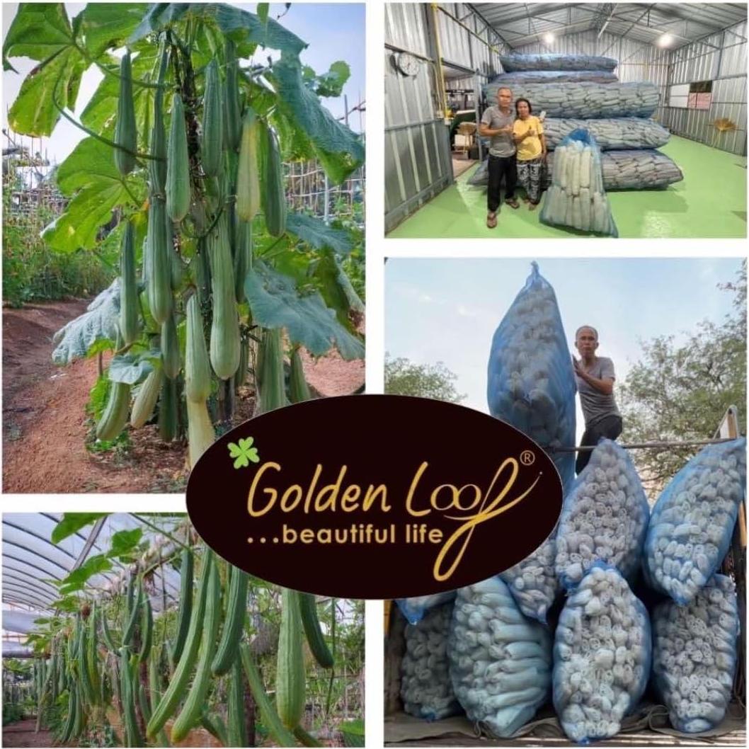 Esponja de Lufa Elefante Dorada 19x14cm Esterilizada Natural