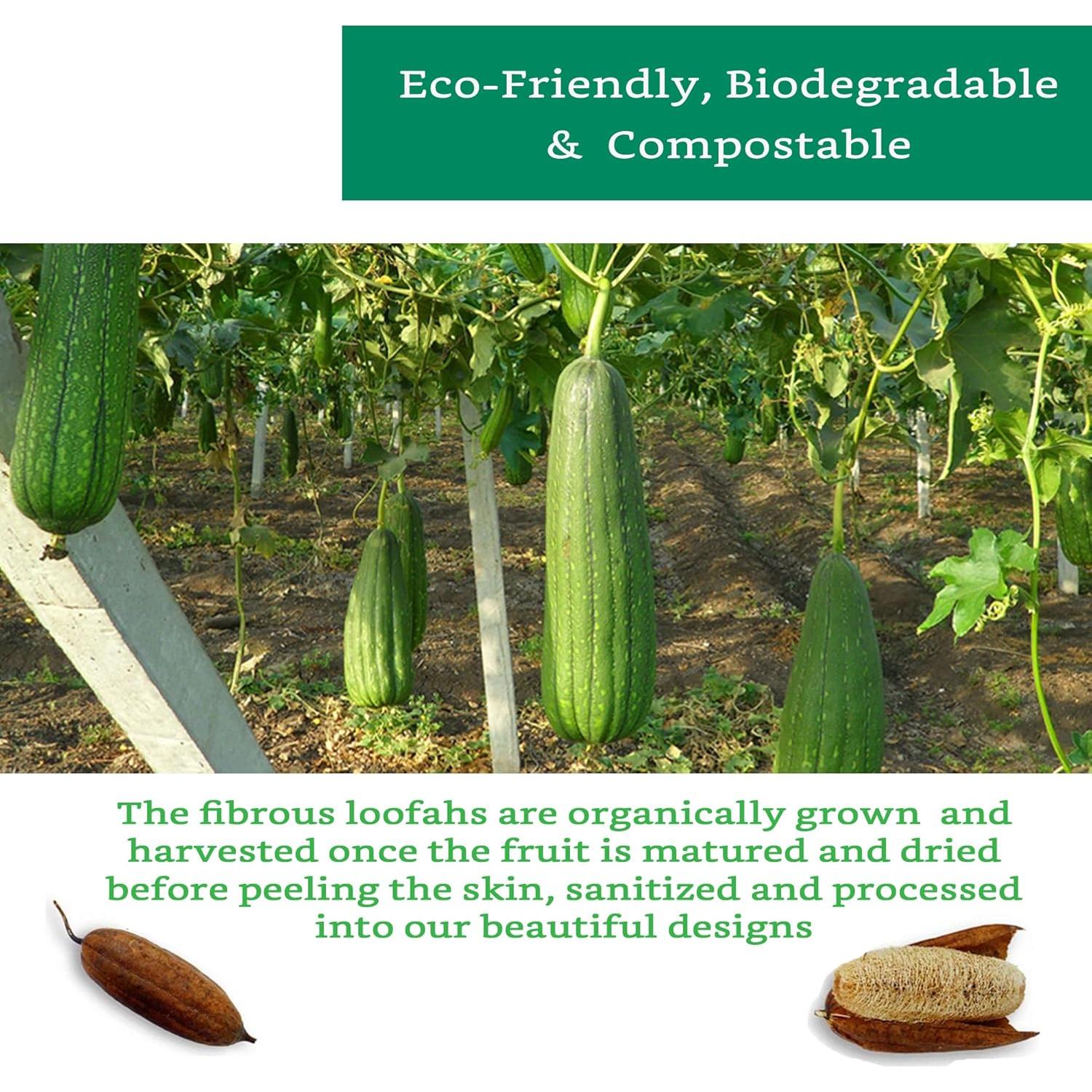 Esponjas Exfoliantes de Lufa Natural LooLife - Paquete de 4