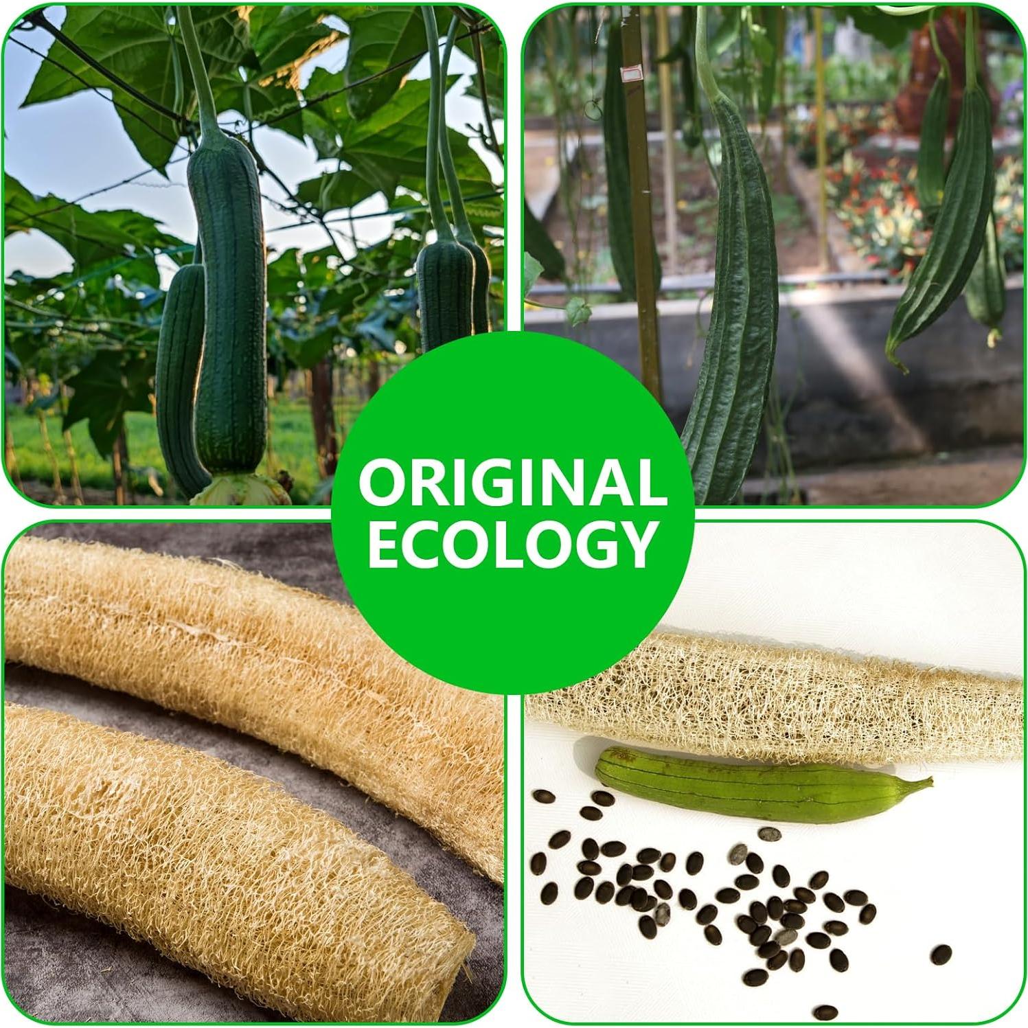 4 Almohadillas Exfoliantes de Lufa Natural Tyqour 8cm