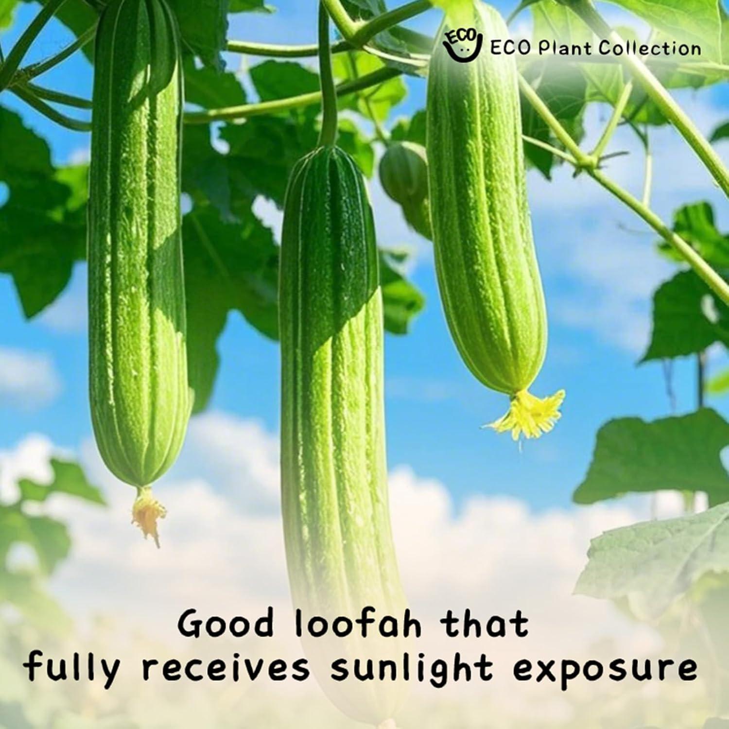 Esponja de Baño Lufa Natural - Paquete de 3 Unidades Exfoliantes