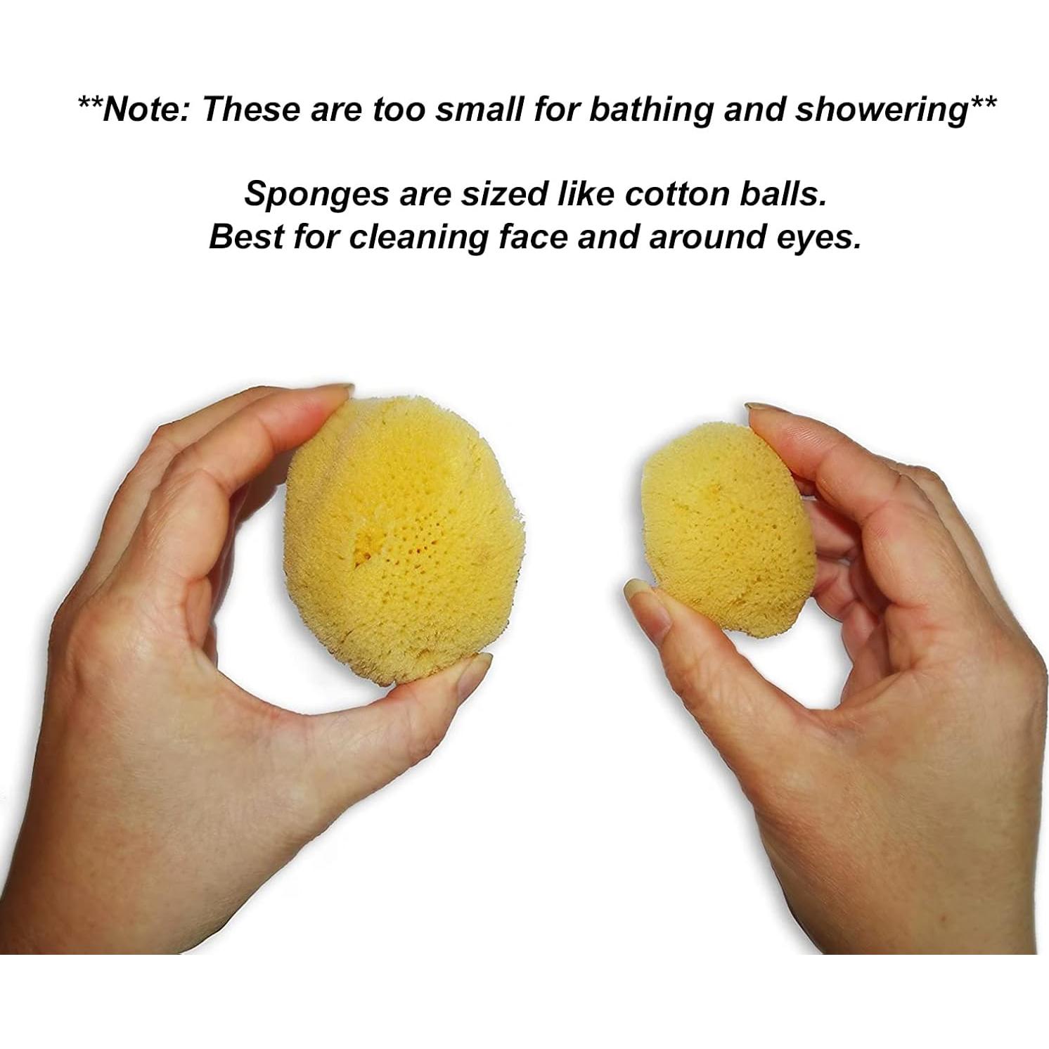 Esponjas de Mar Natural 12pk Constantia Beauty - 9 y 6.4 cm