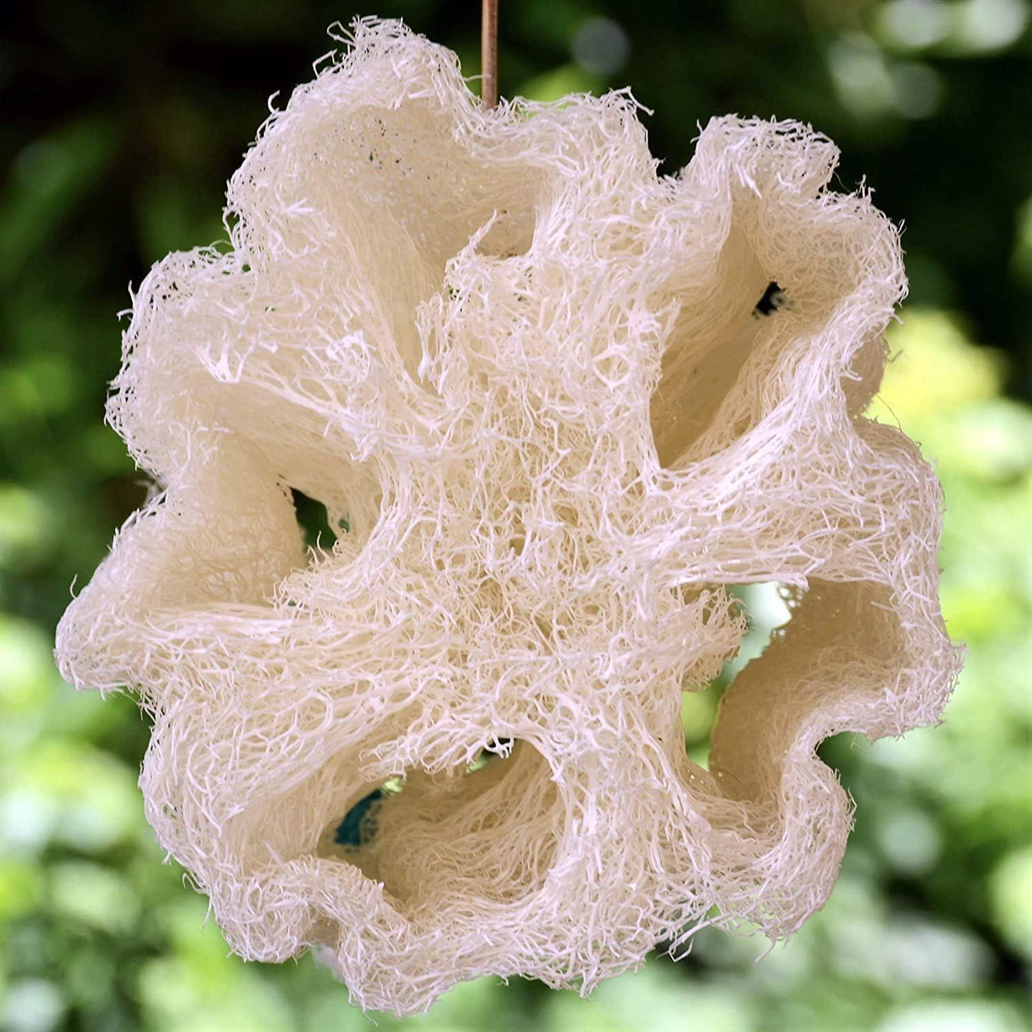 Esponjas de Luffa Natural Egipcia Orgánica Rey Egipcio - 2 Unidades