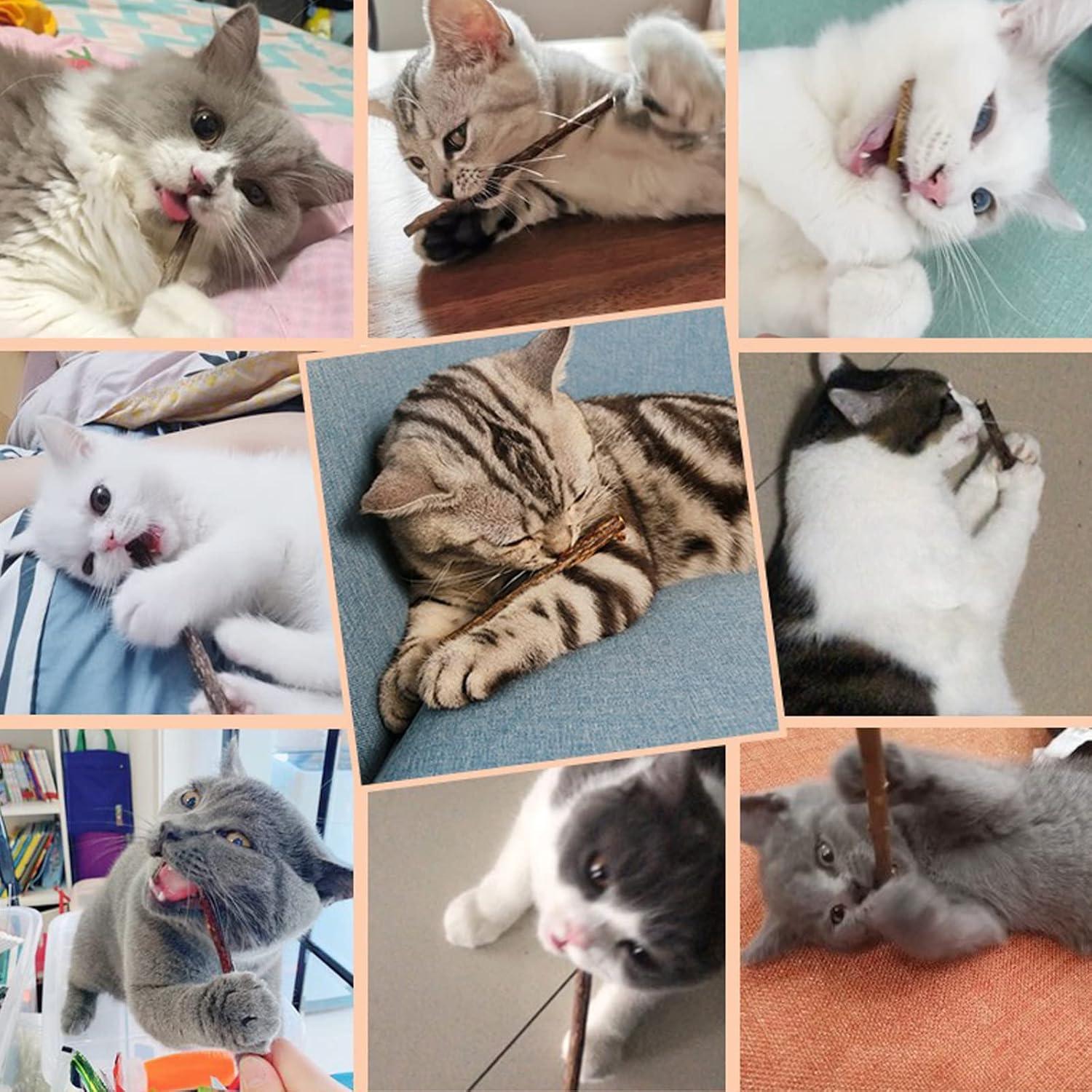 10 Palos de Silvervine Naturales WoLover para Gatos