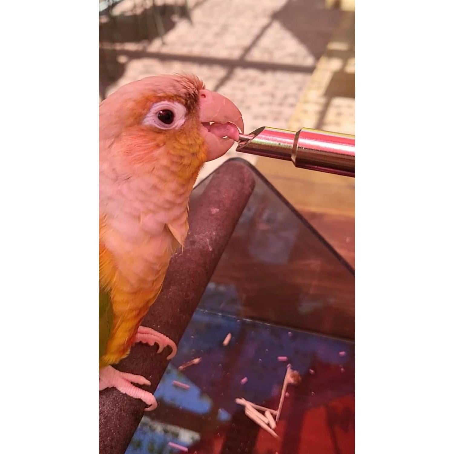 Botella de Agua a Prueba de Fugas Birds Day 230 ml Azul