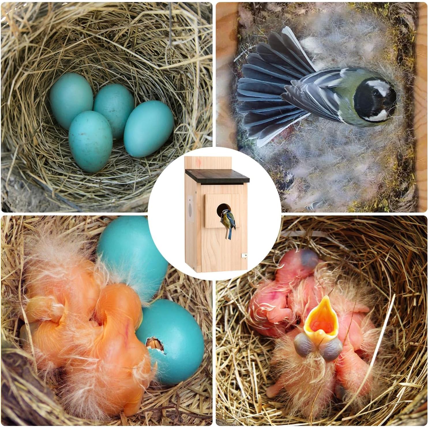 Kit Casa para Aves DIY Eyrizon de Madera de Cedro con Protector