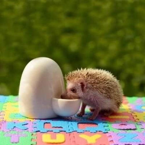 Alimentador de Agua Cerámico Dahey Automático 236.6 ml para Mascotas