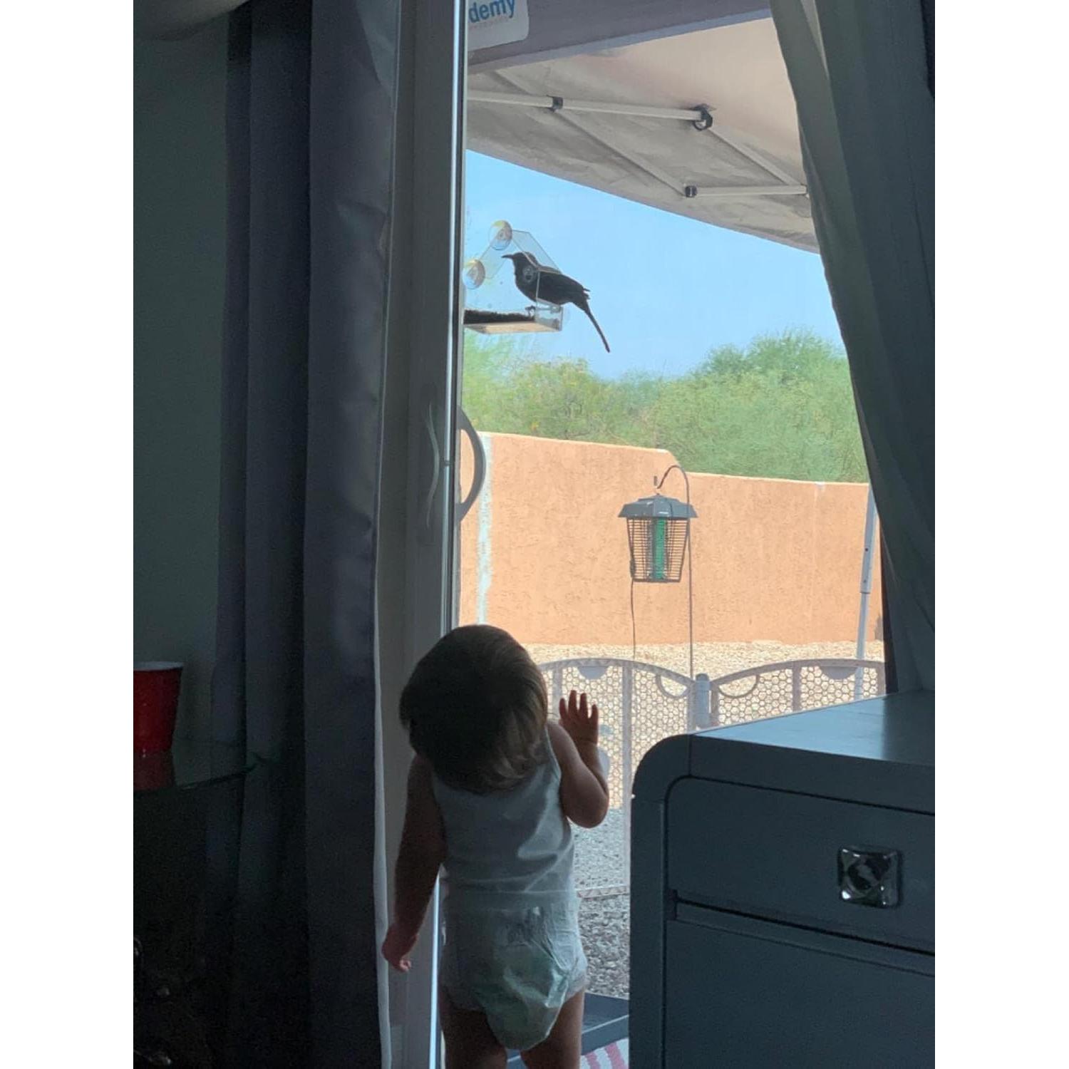 Comedero para Aves de Ventana WOWARE Transparente 16x16.5 cm