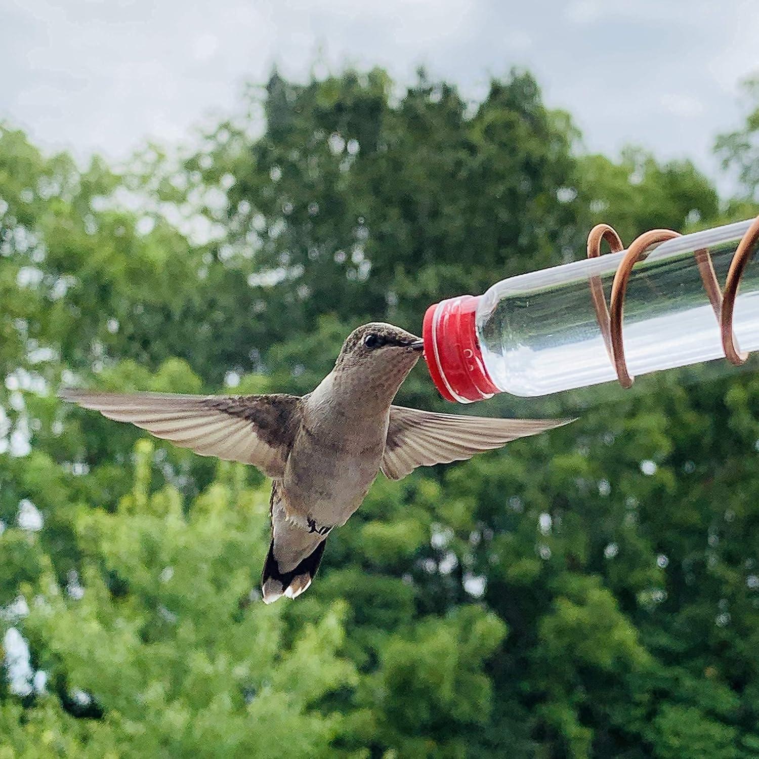 Botellas Extra de Vidrio Sweet Feeders para Colibrí - 4 Unidades