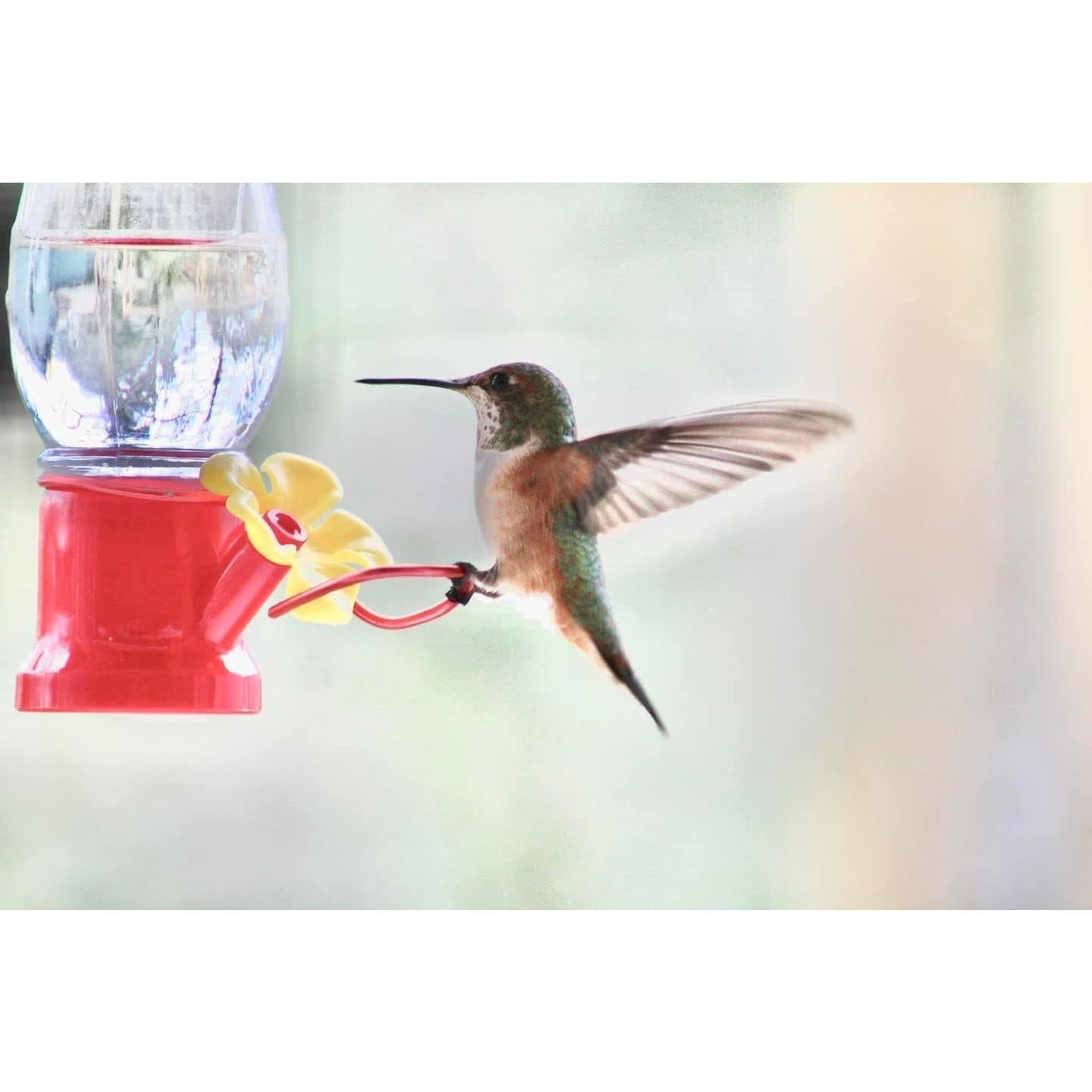 Alimentador de Colibrí VIMOA Tulipán Pack de 4 68.1 ml