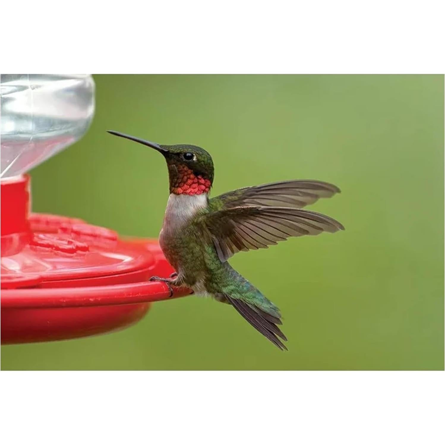 Alimentador de Colibrí Primera Naturaleza 3090 0.95L Rojo