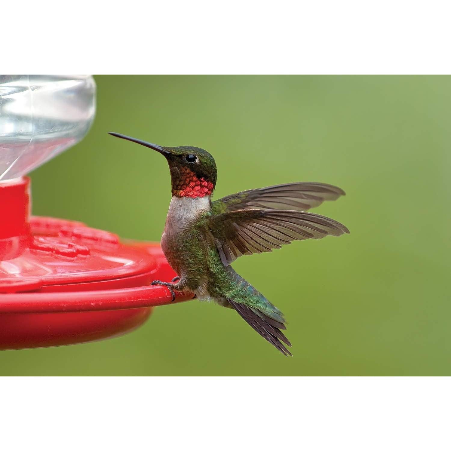 Alimentador de Colibrí Primera Naturaleza 3090 0.95L Rojo