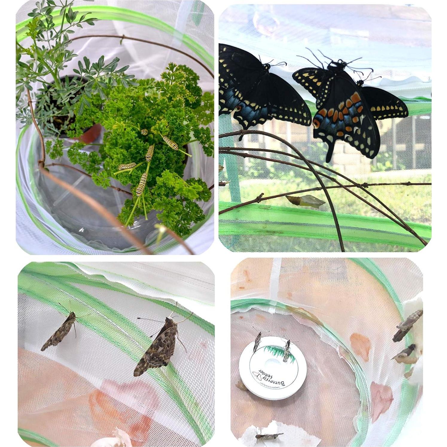 Cápsula de Hábitat para Mariposas Trasfit 30.48x35.56cm