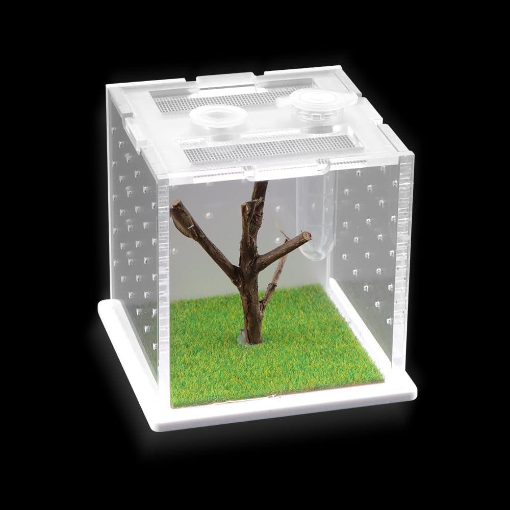 Caja de Cría Acrílica DQITJ para Arañas y Insectos 6x6x6cm