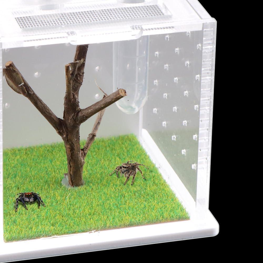 Caja de Cría Acrílica DQITJ para Arañas y Insectos 6x6x6cm
