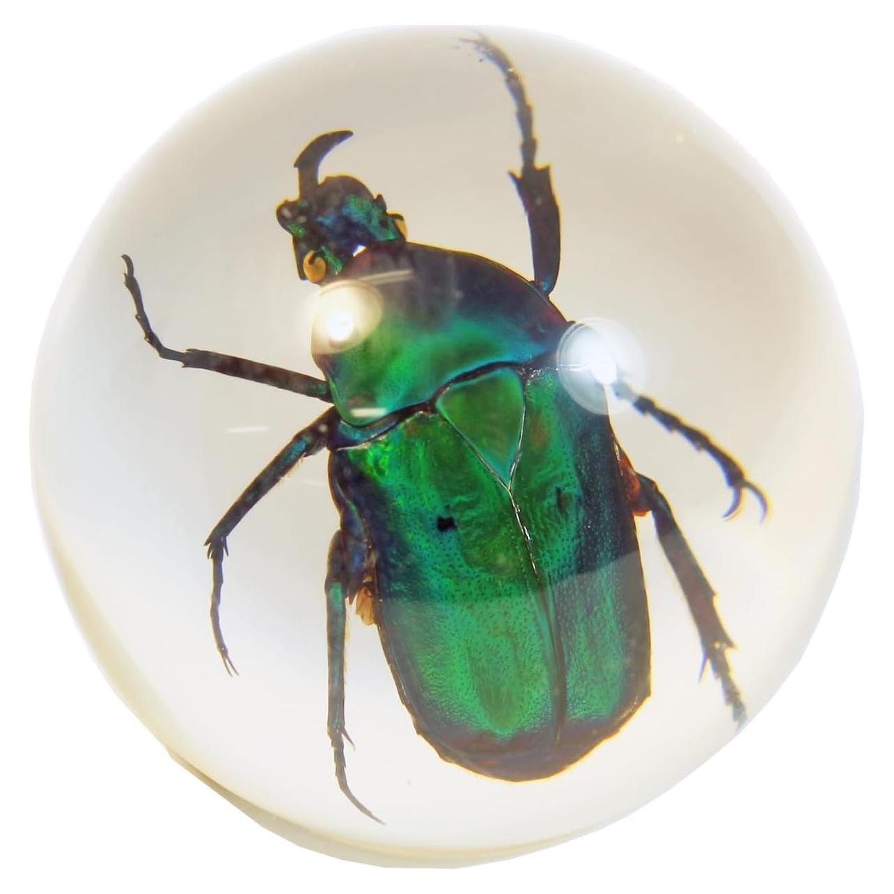 Globo Decorativo Escarabajo Verde Acrílico 5.72cm ED SPELDY
