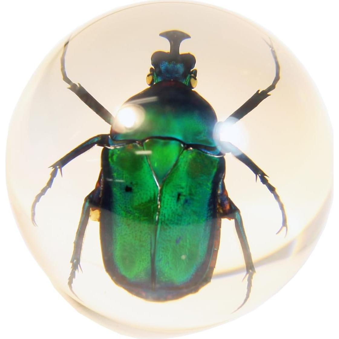 Globo Decorativo Escarabajo Verde Acrílico 5.72cm ED SPELDY