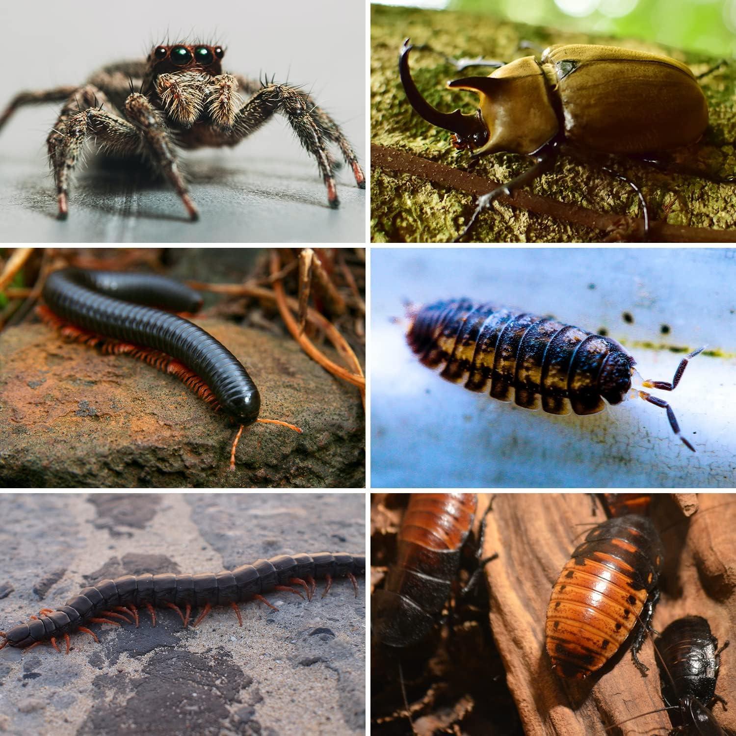 Terrario Acrílico REPTI ZOO 20.32x10.16x10.16 cm para Reptiles