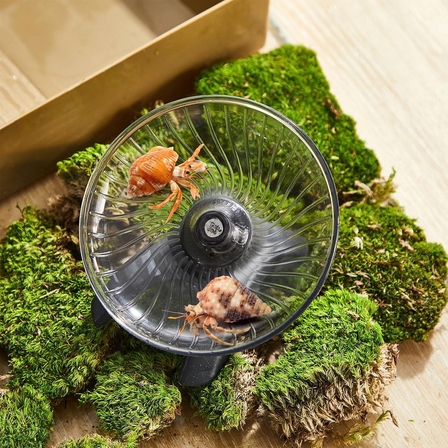 Rueda de Ejercicio para Cangrejos Ermitaños Poen 10.5 cm Silenciosa