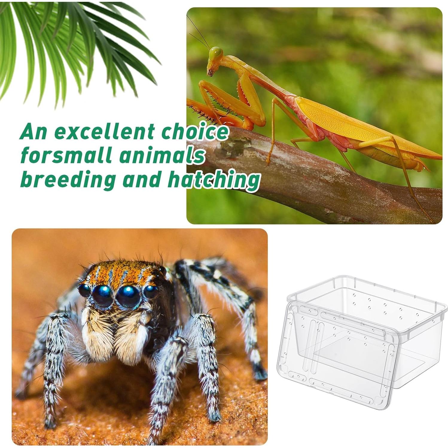 Caja de Alimentación para Reptiles Worldity 8 Pcs 13x8x6.5cm