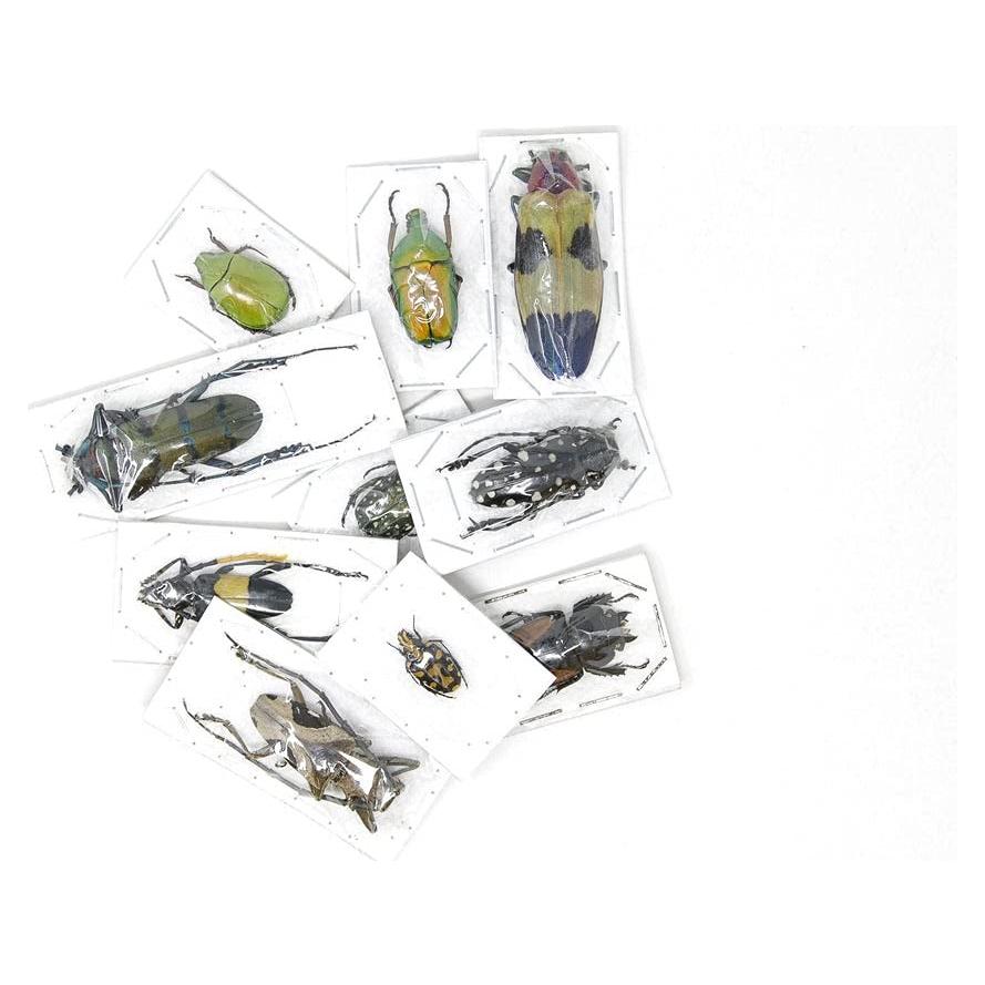 Colección 10 Escarabajos Tropicales Secos Conservados A1